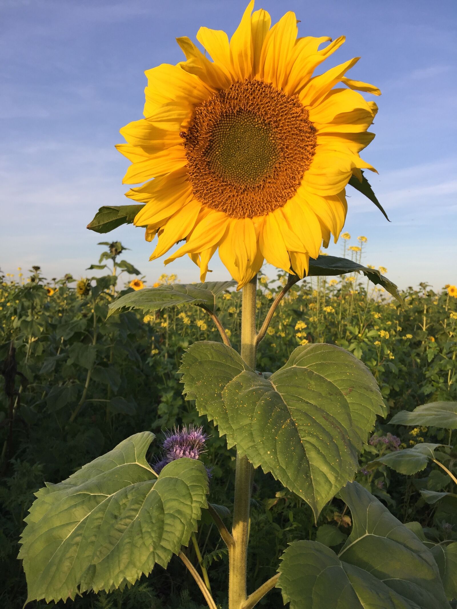 iPhone 6 Plus back camera 4.15mm f/2.2 sample photo. Sunflower, nature, yellow photography