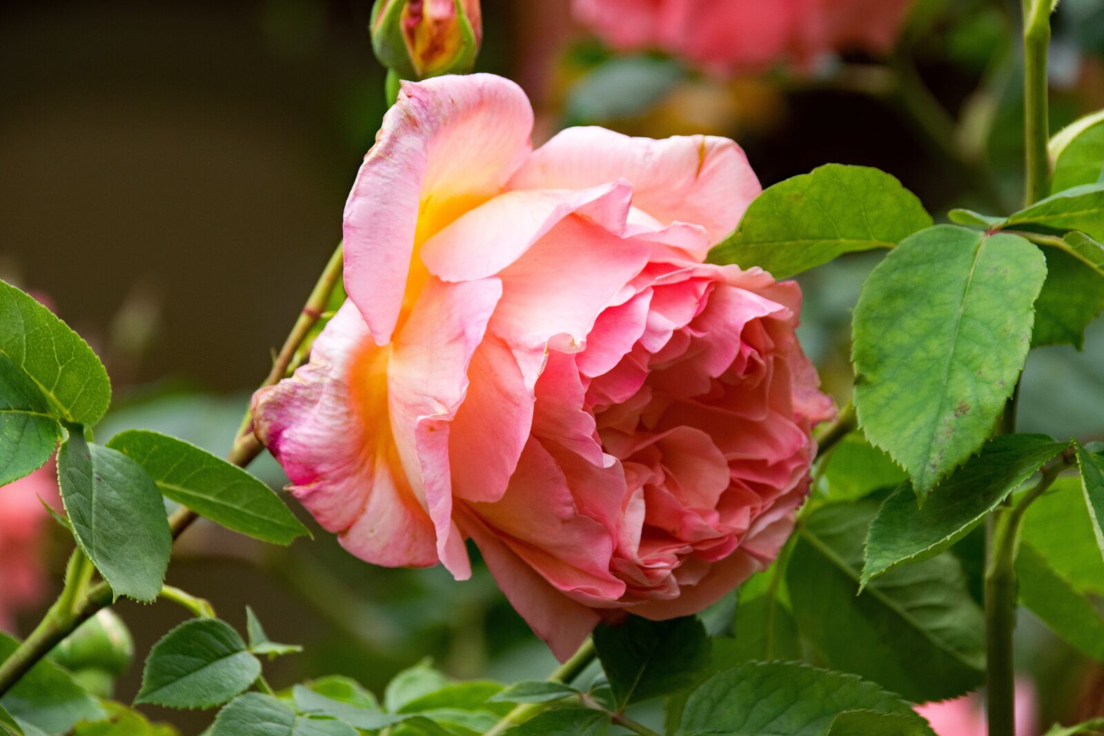 Nikon D5300 sample photo. Rose, los angeles, climbing photography