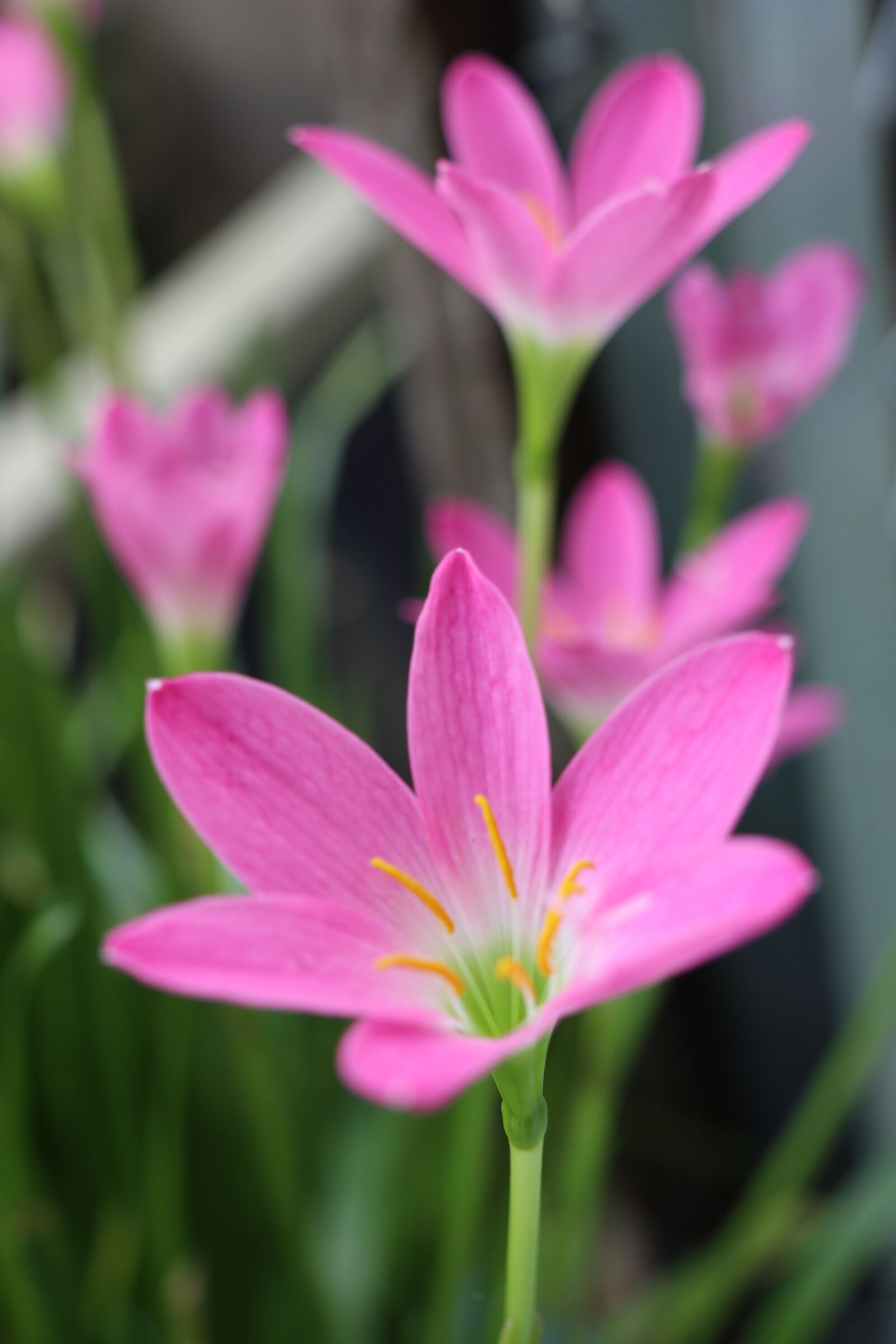 Canon EOS M6 sample photo. Beside looking, pink flowers photography