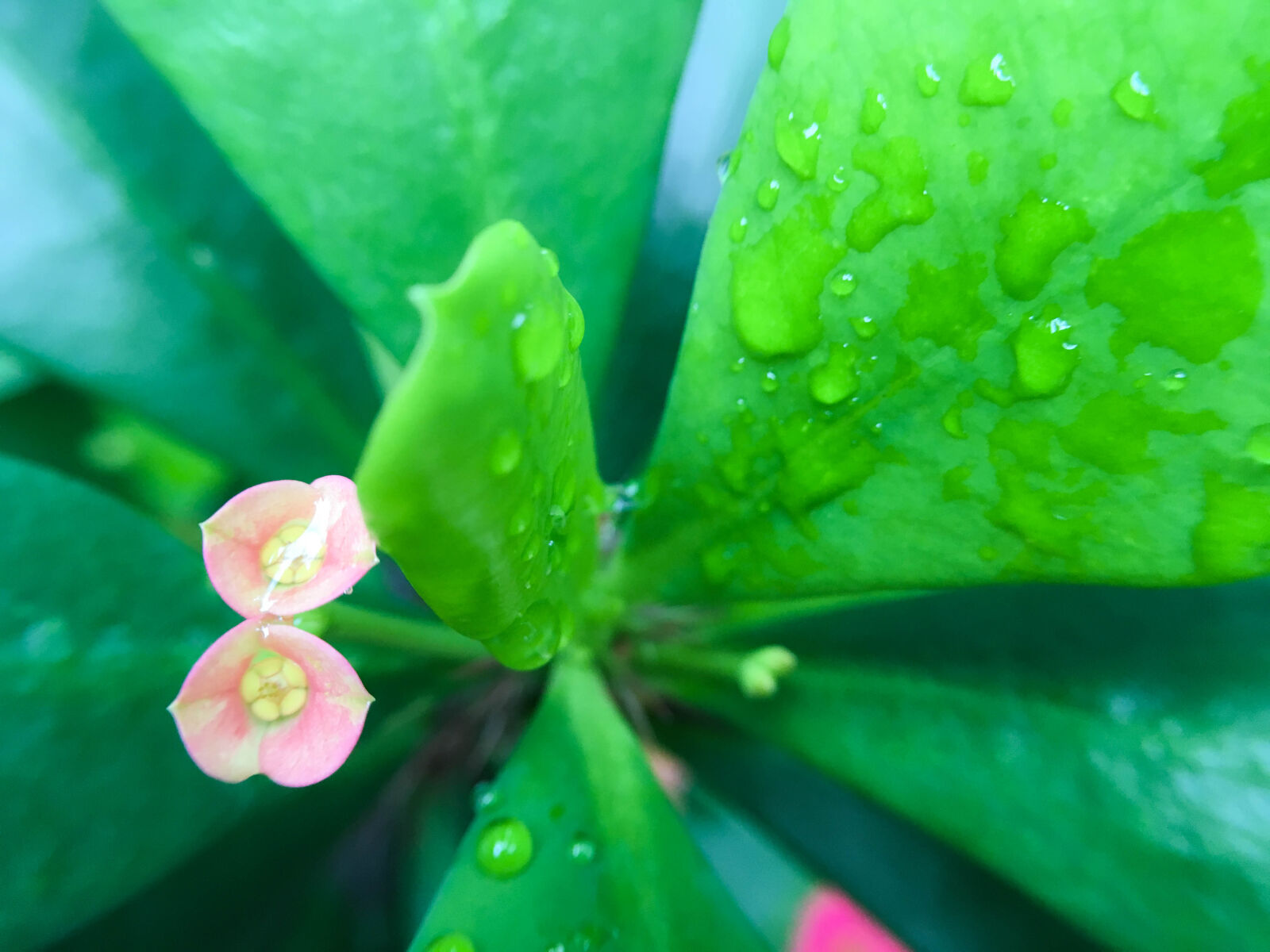 Apple iPhone SE sample photo. Botany, dew, drop, flora photography