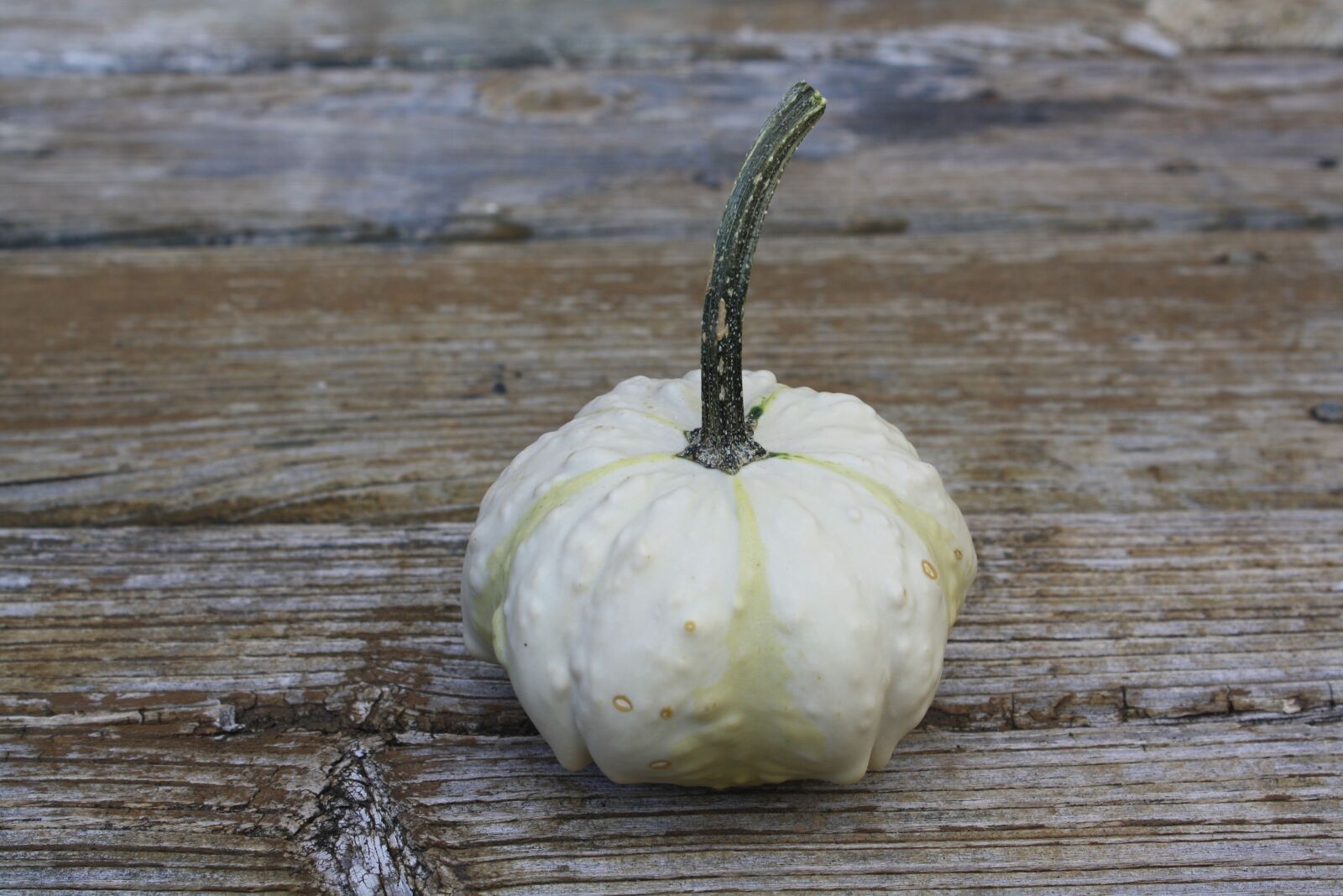 Canon EOS 1000D (EOS Digital Rebel XS / EOS Kiss F) sample photo. Pumpkin, white, fall photography