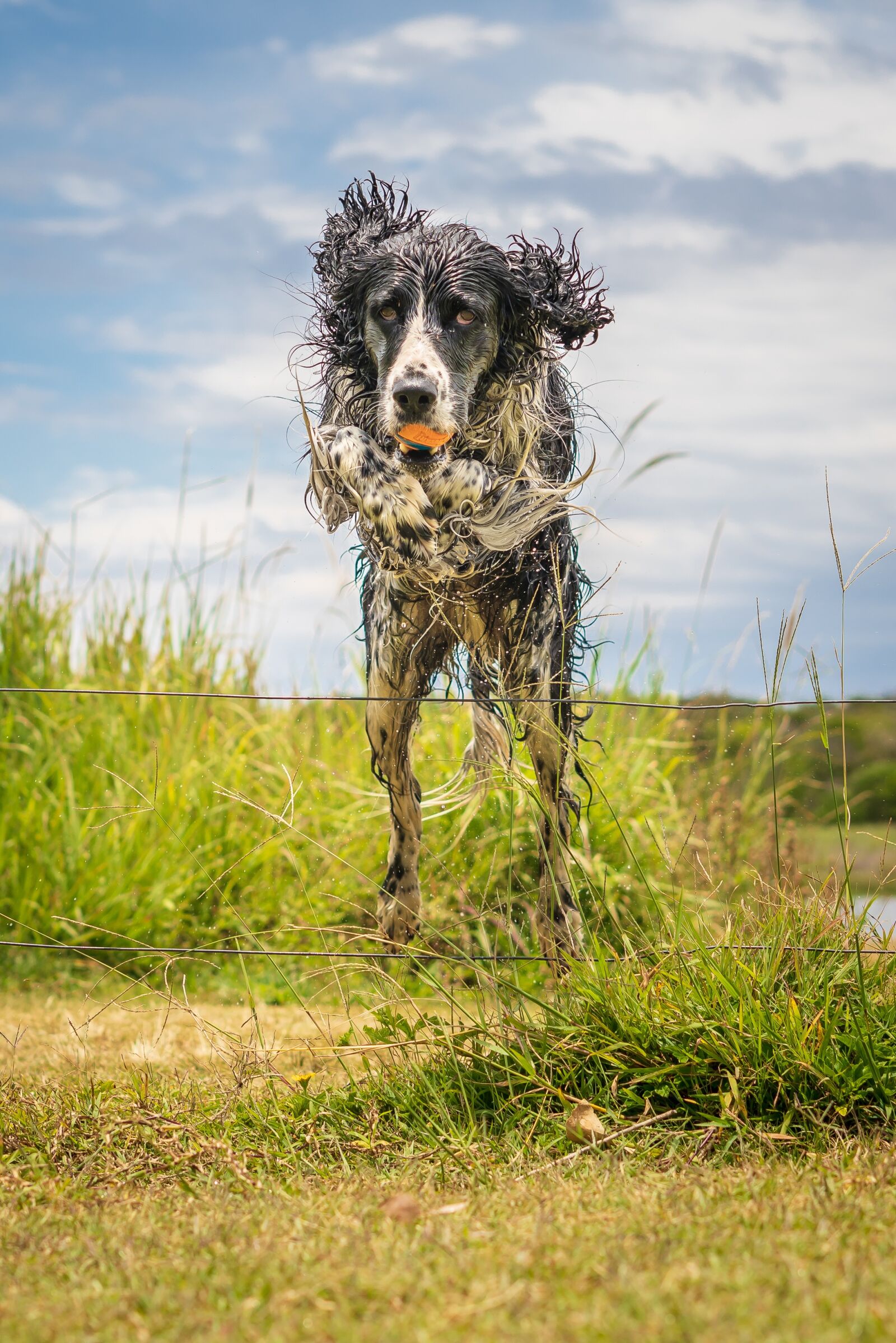 Sony a7R III sample photo. Layla, springer spaniel, dog photography