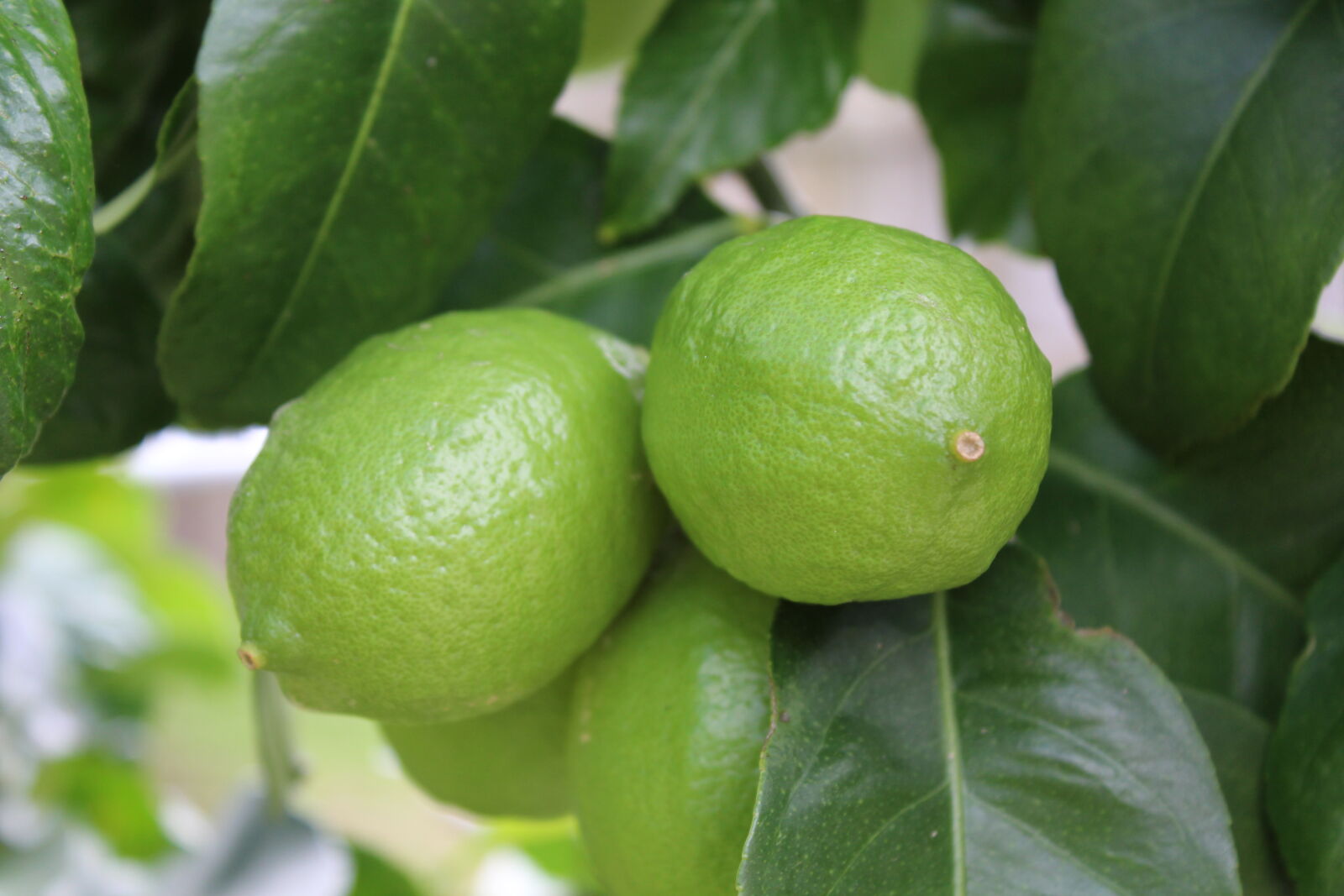 Canon EOS 1200D (EOS Rebel T5 / EOS Kiss X70 / EOS Hi) sample photo. Close, up, view, green photography