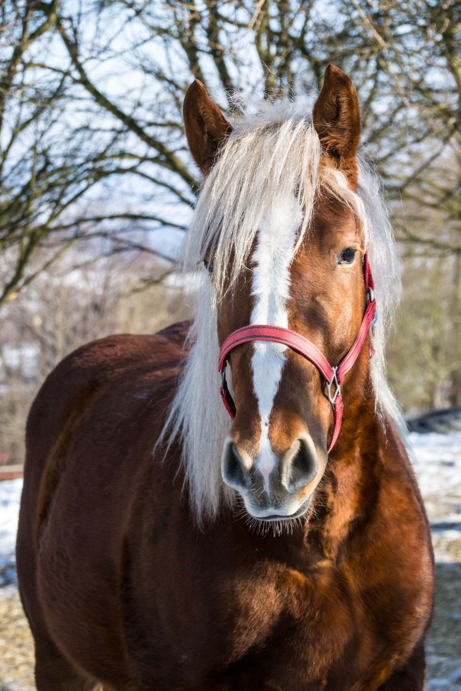Nikon D3100 sample photo. Horse, mane, grasshopper photography