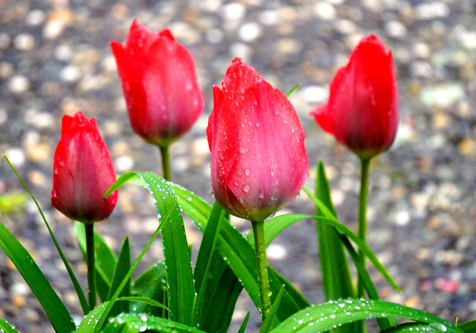 Sony Alpha a5000 (ILCE 5000) + Sony E 55-210mm F4.5-6.3 OSS sample photo. Tulip, blossom, bloom photography