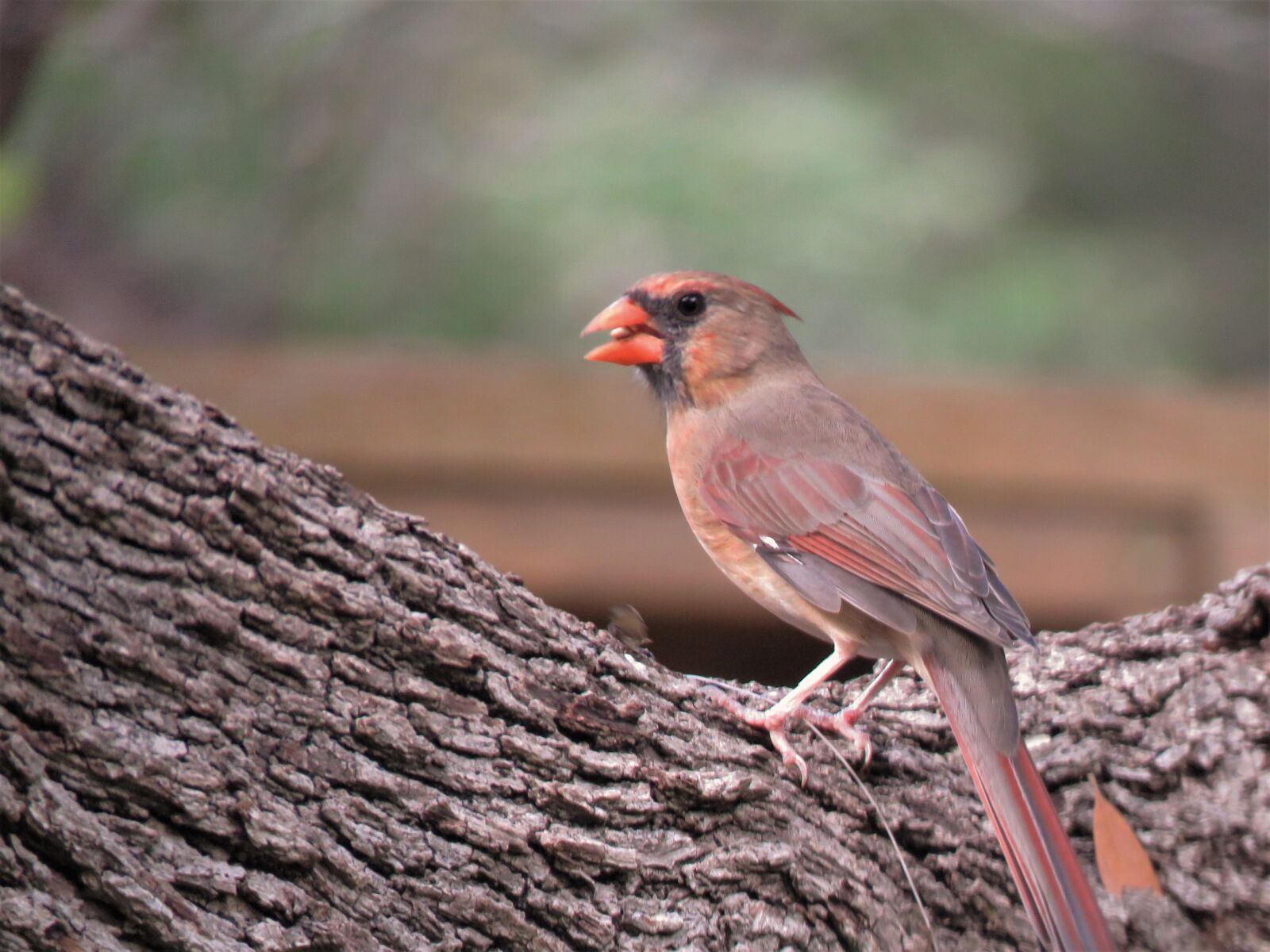 Canon PowerShot SX60 HS sample photo. Bird, natural, tree photography