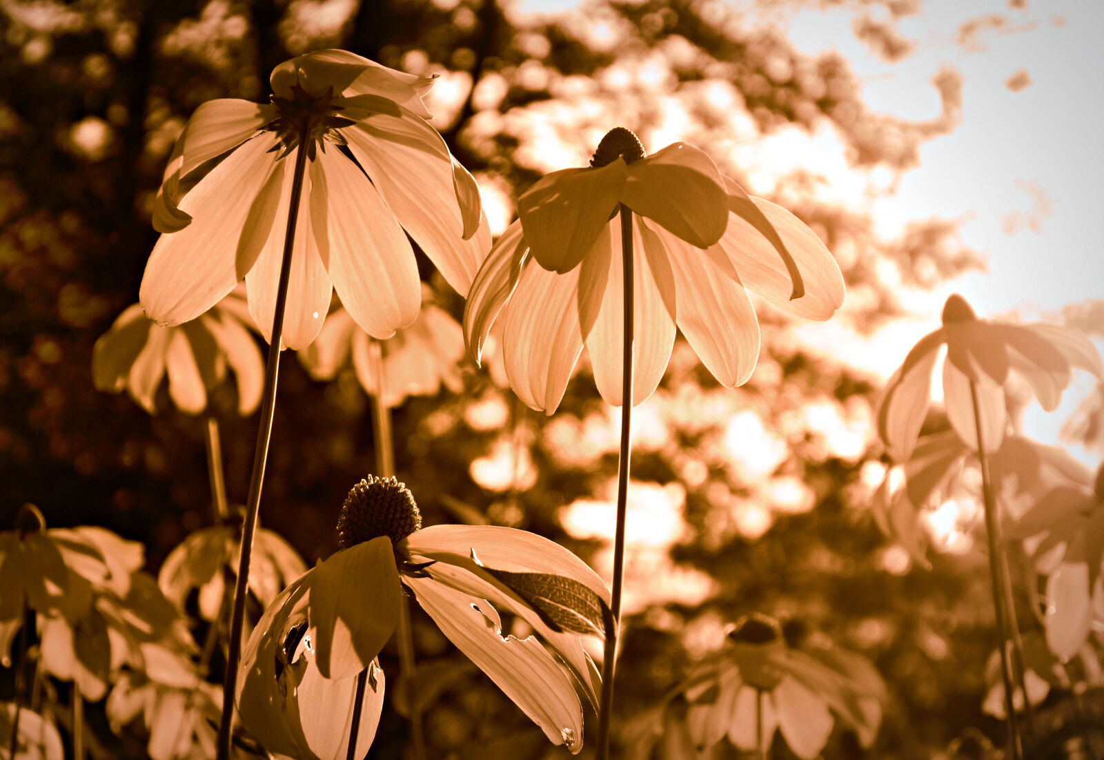 Sony Cyber-shot DSC-RX100 sample photo. Back, light, bloom, echinacea photography