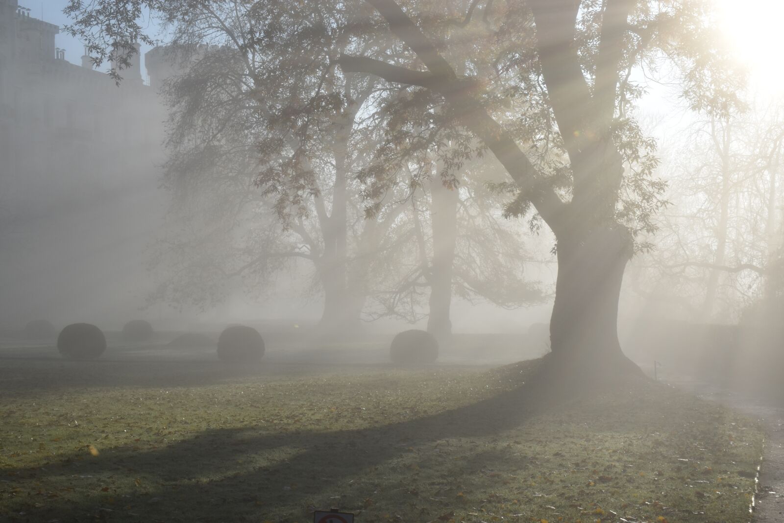 Nikon D5600 sample photo. Park, haze, fog photography