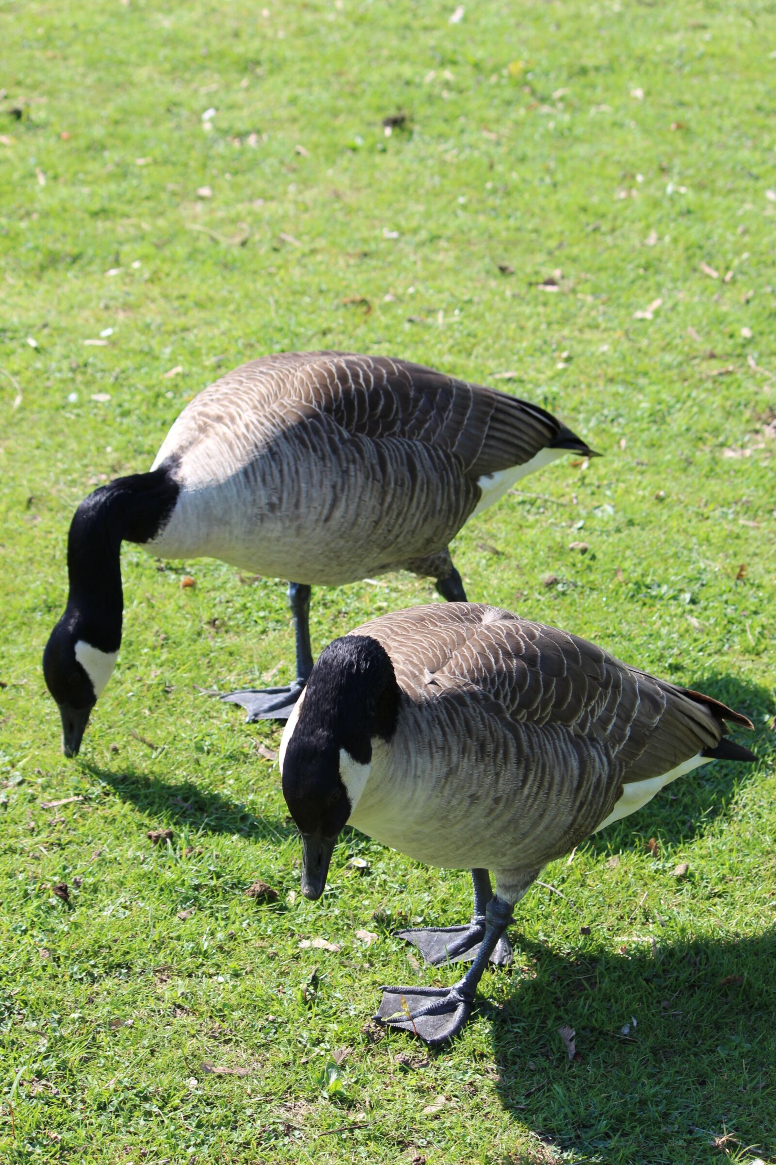 Canon EOS 600D (Rebel EOS T3i / EOS Kiss X5) sample photo. Goose, duck, flying duck photography