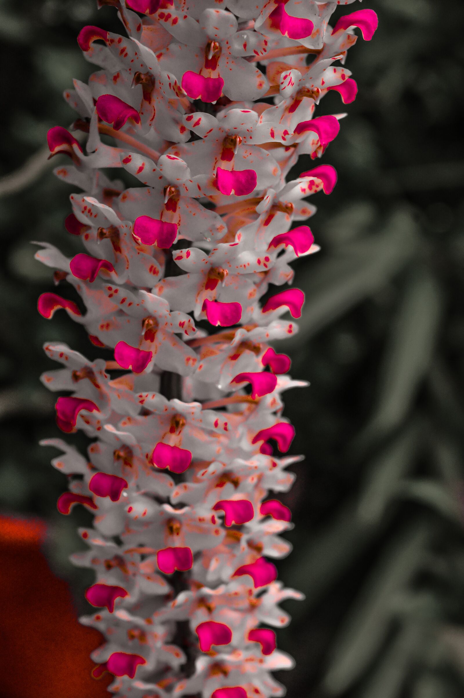 Nikon D3200 sample photo. Flowers, bunch, orchid photography