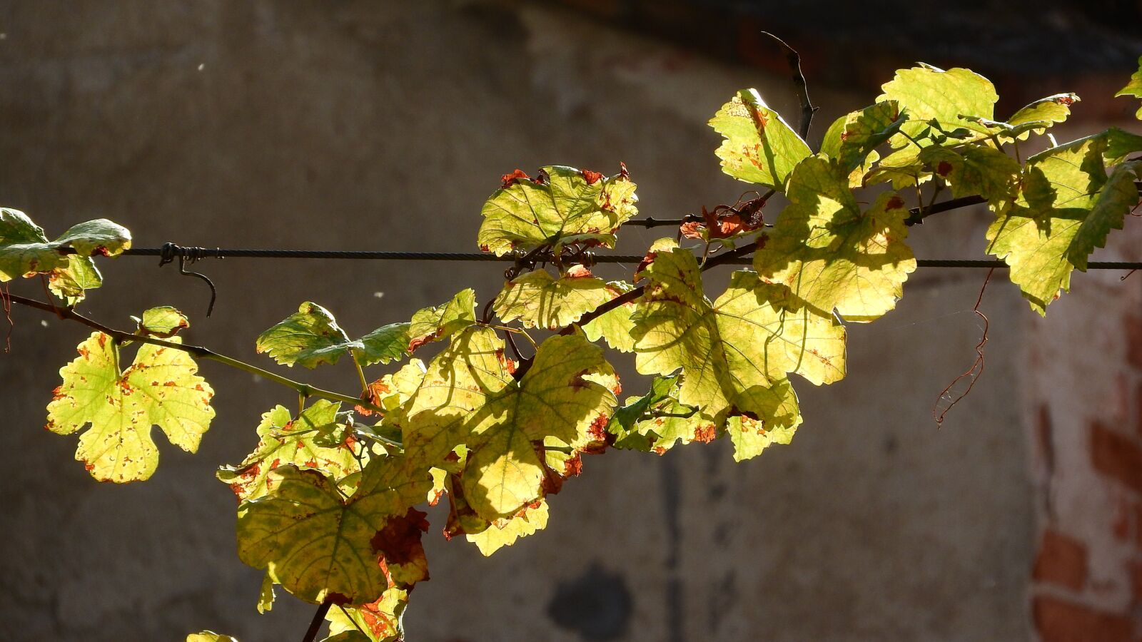Nikon Coolpix P610 sample photo. Hops rotary, hops, leaf photography