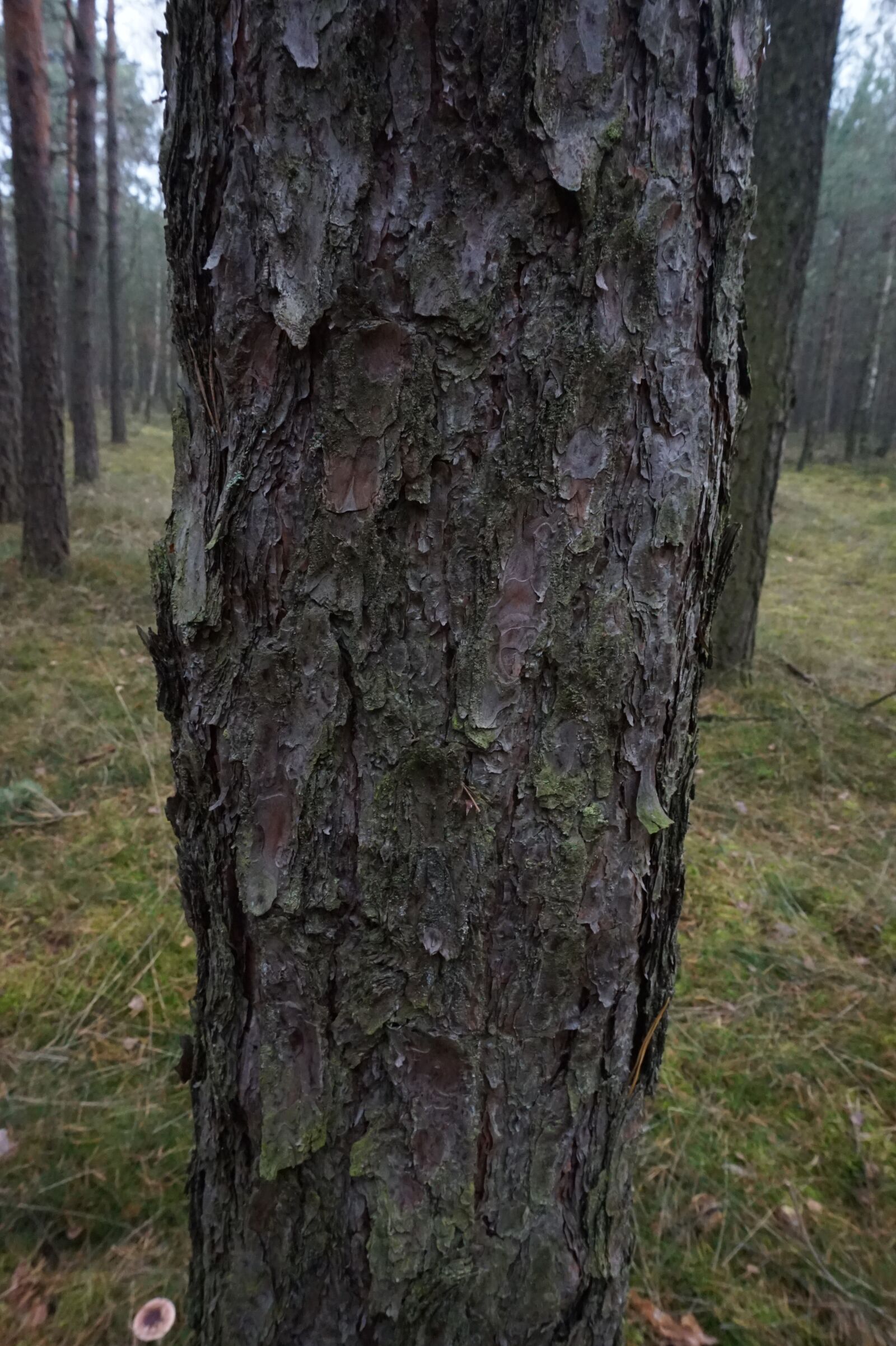 Sony Alpha a5000 (ILCE 5000) sample photo. Pine, trunk, tree photography