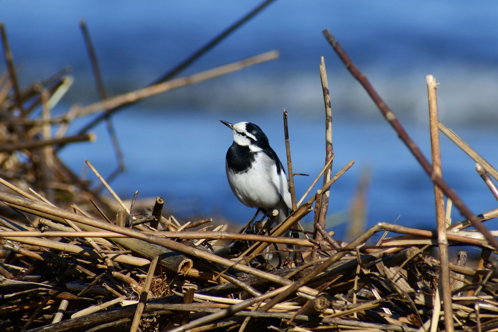 VR 70-300mm f/4.5-6.3G sample photo. Animal, river, sea photography