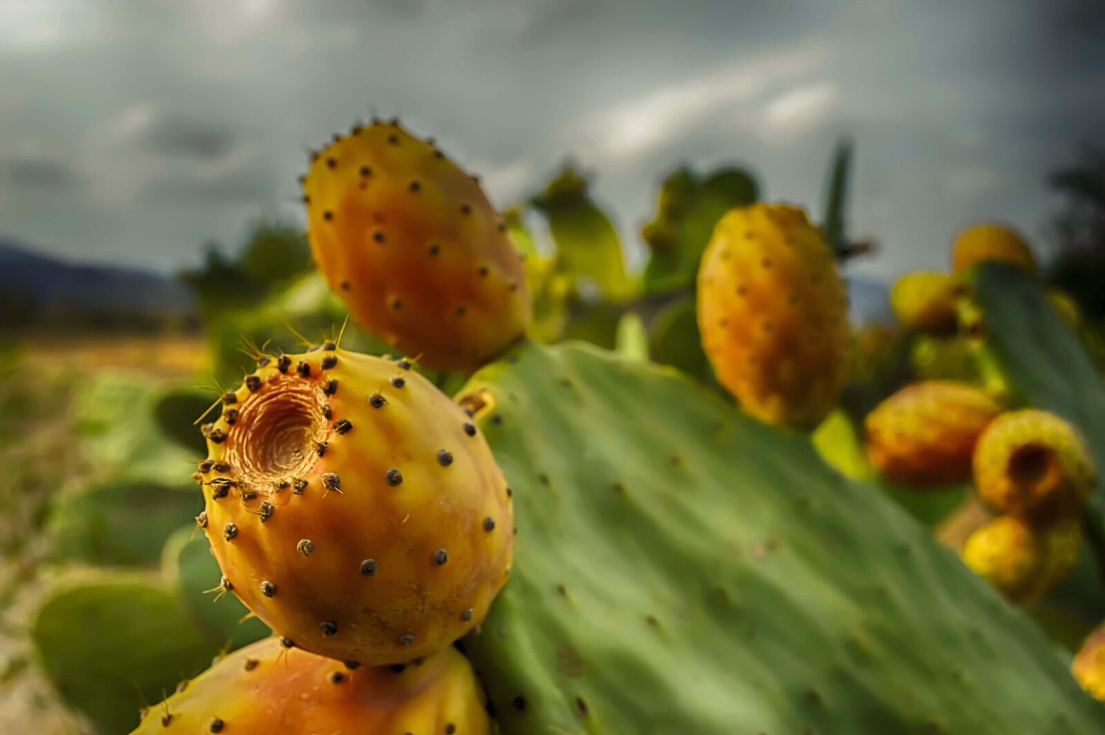 Nikon D3200 sample photo. Prickly pears, prickly pear photography