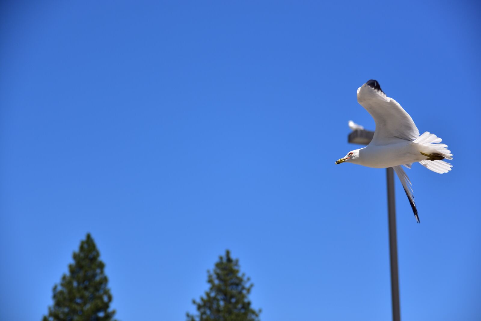Nikon D7200 sample photo. Soar, sea gull, united photography
