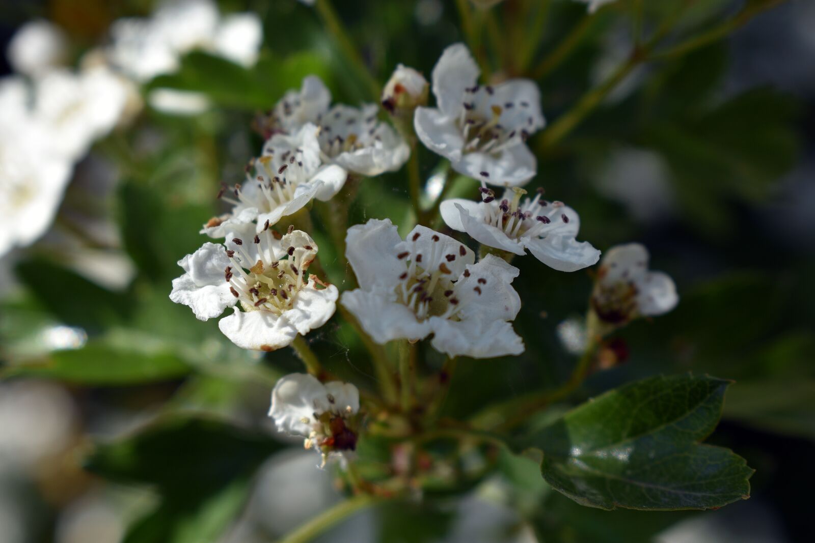Nikon D3400 sample photo. Flower, spring, nature photography
