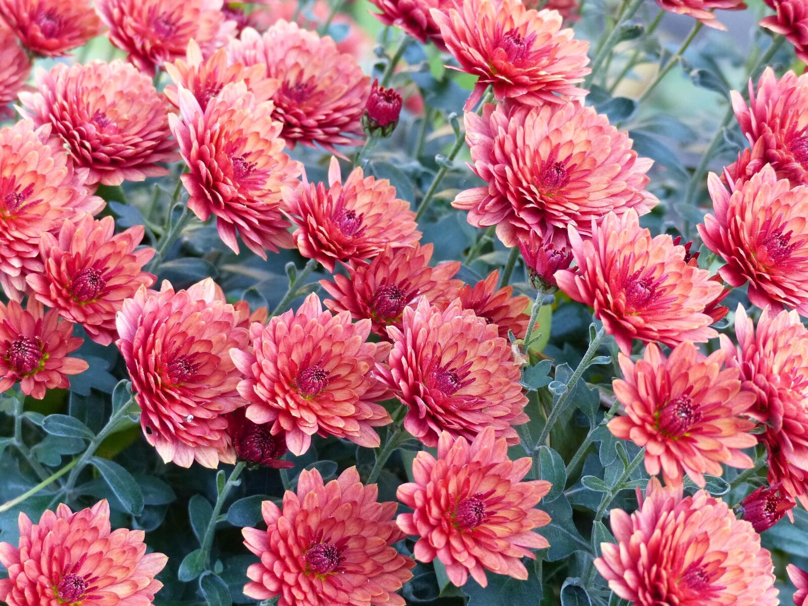 Panasonic Lumix DMC-FZ200 sample photo. Autumn, flower, red photography