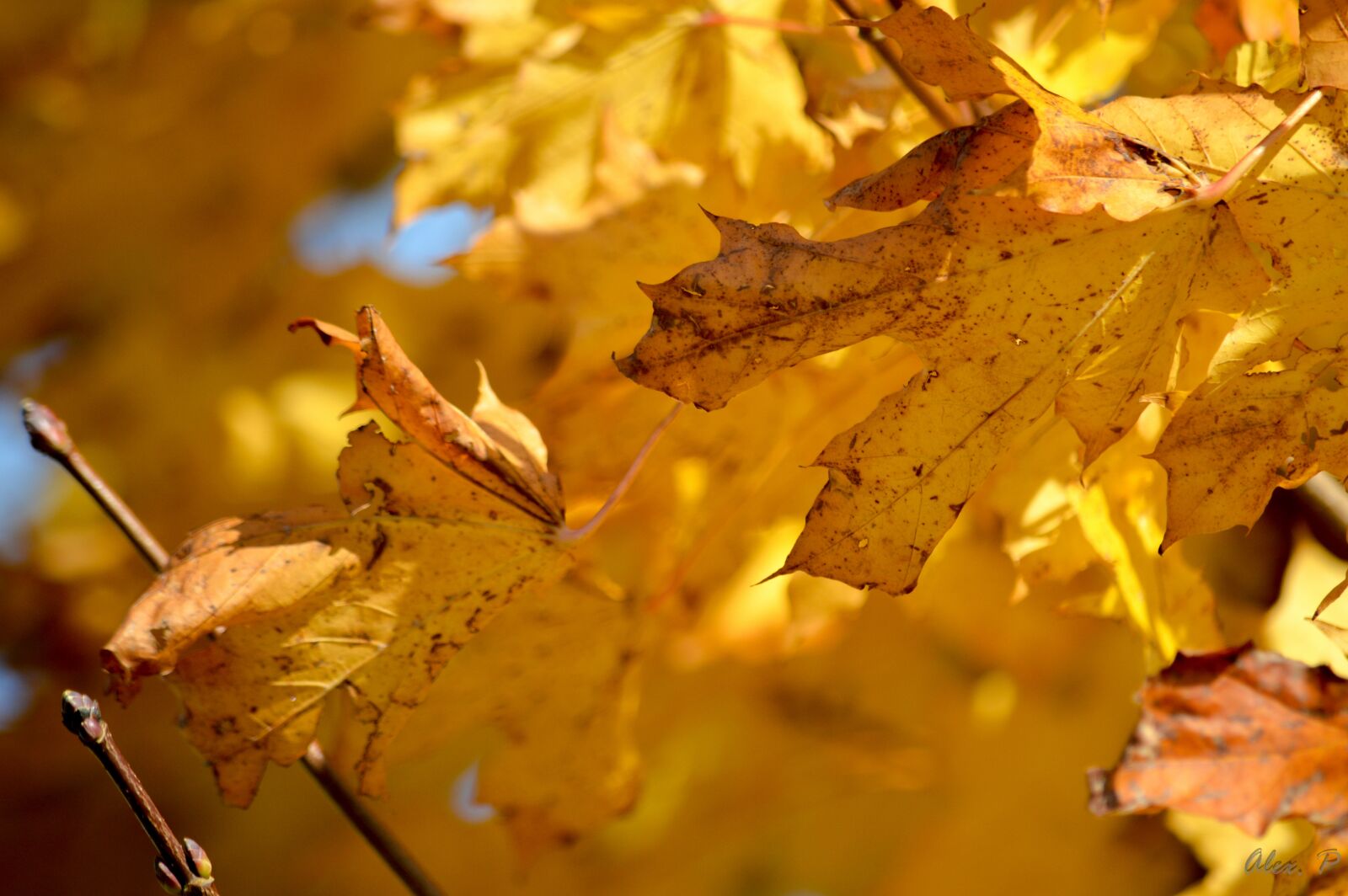 Nikon D3200 sample photo. Fall, leaf, nature photography