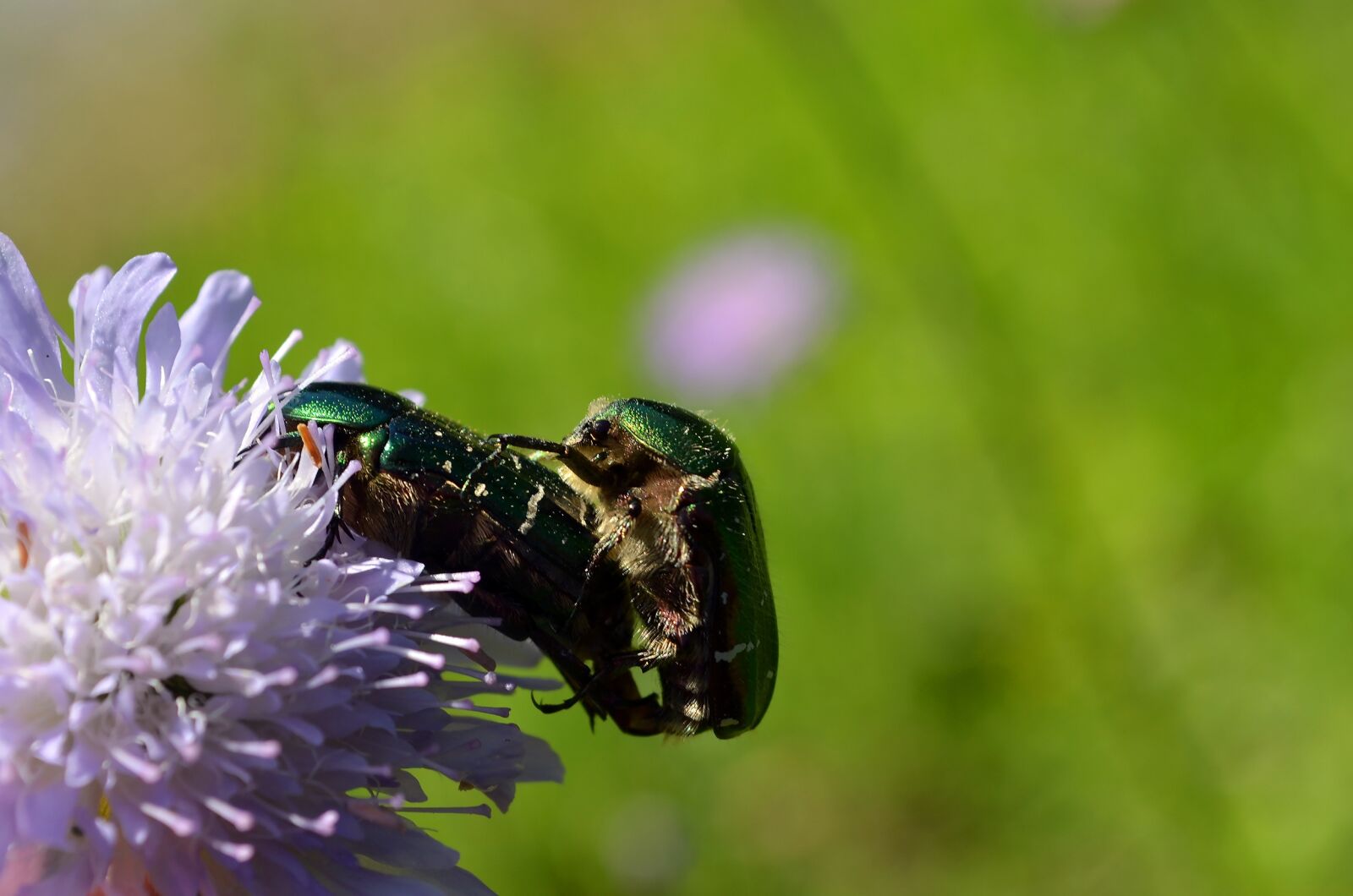 Nikon D5100 sample photo. Rose beetle, beetle, pairing photography
