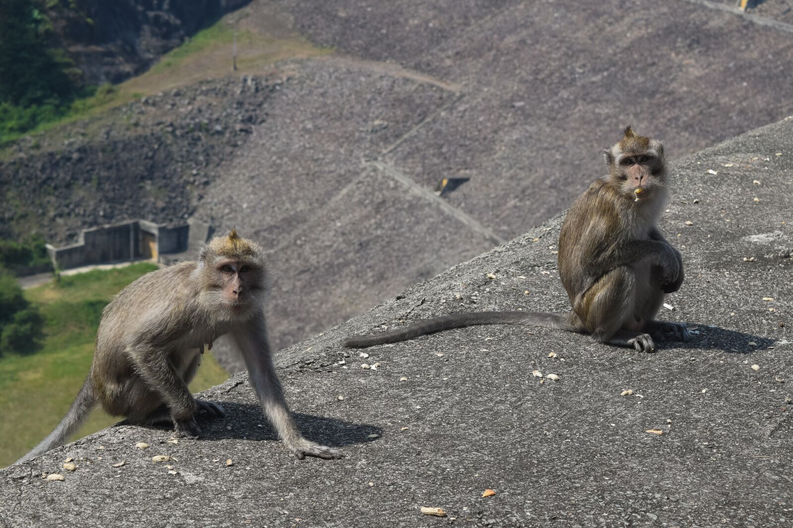 Nikon D3300 sample photo. Monkey, forest, animals photography