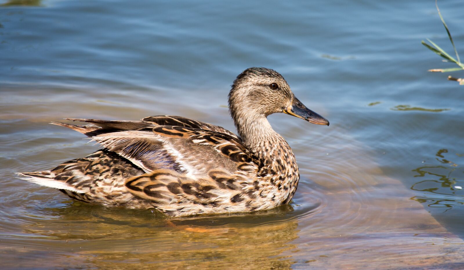 Nikon D7200 sample photo. Teal, duck, swim photography