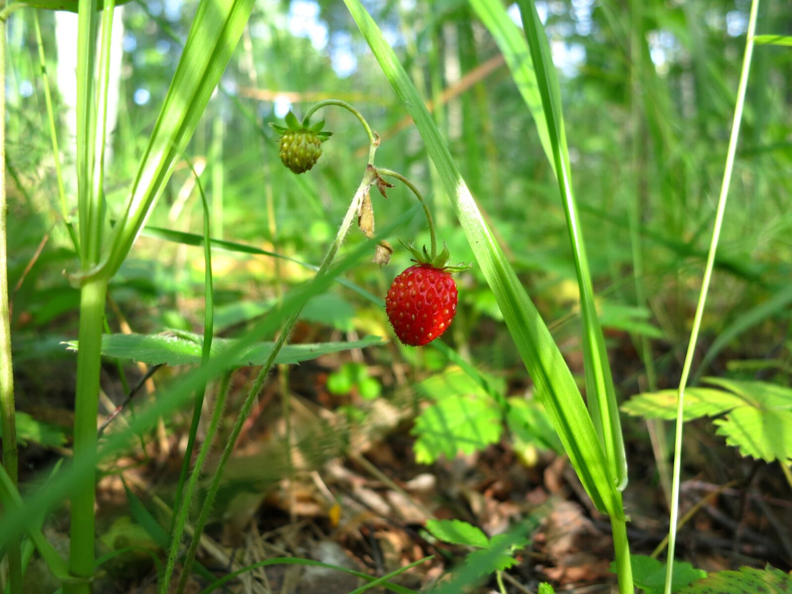 Canon PowerShot S100 sample photo. Wild strawberry, wild berry photography