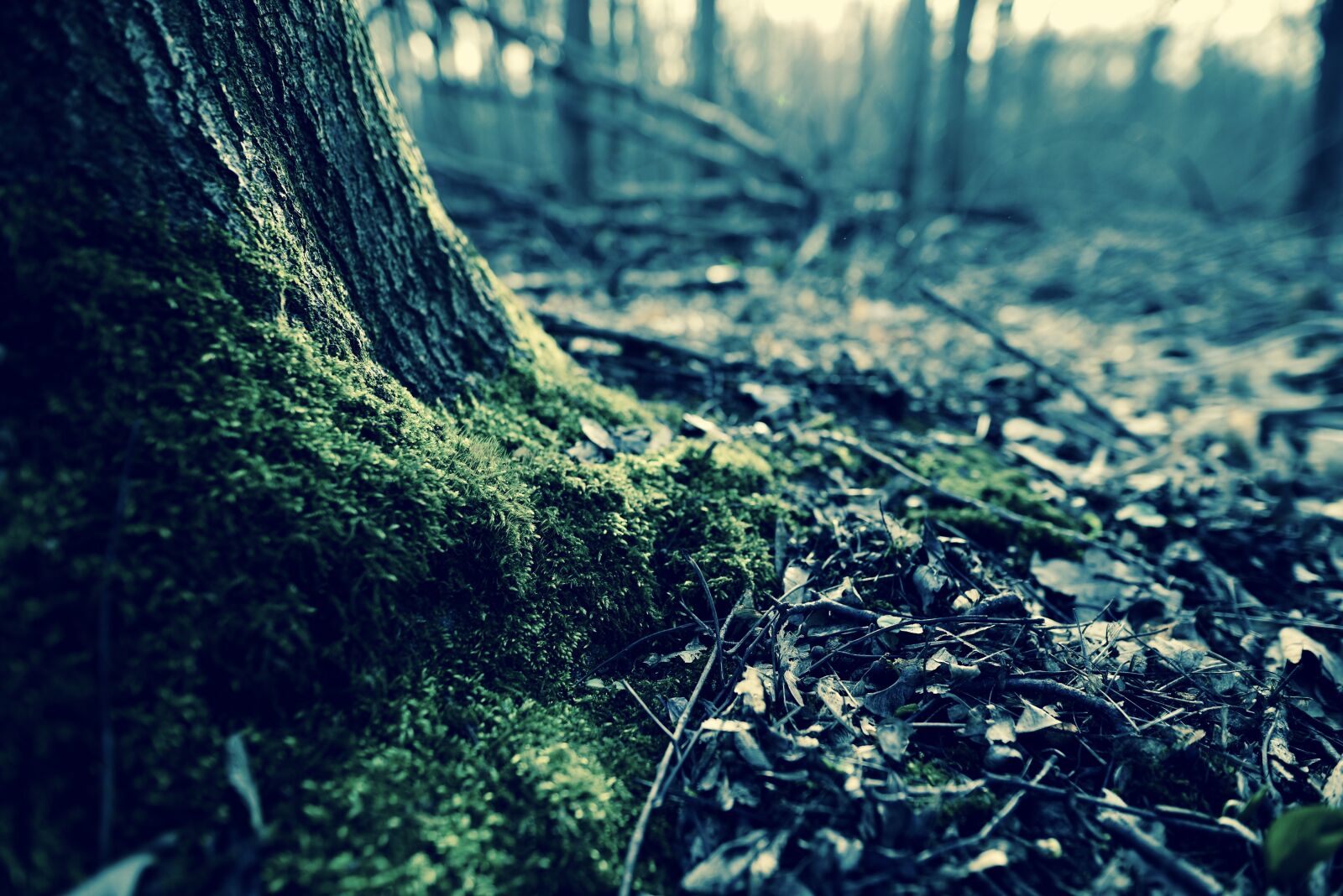 Nikon D610 sample photo. Forest, moss, tree stump photography