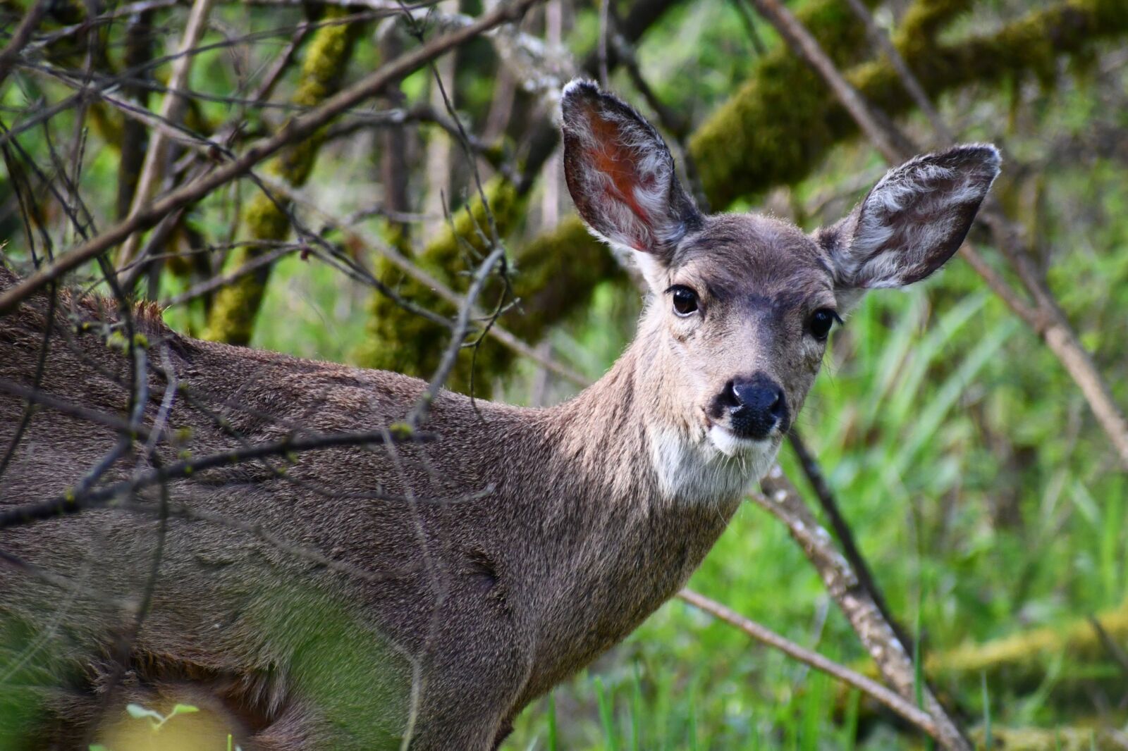 Nikon D7500 sample photo. Deer, doe, animal photography