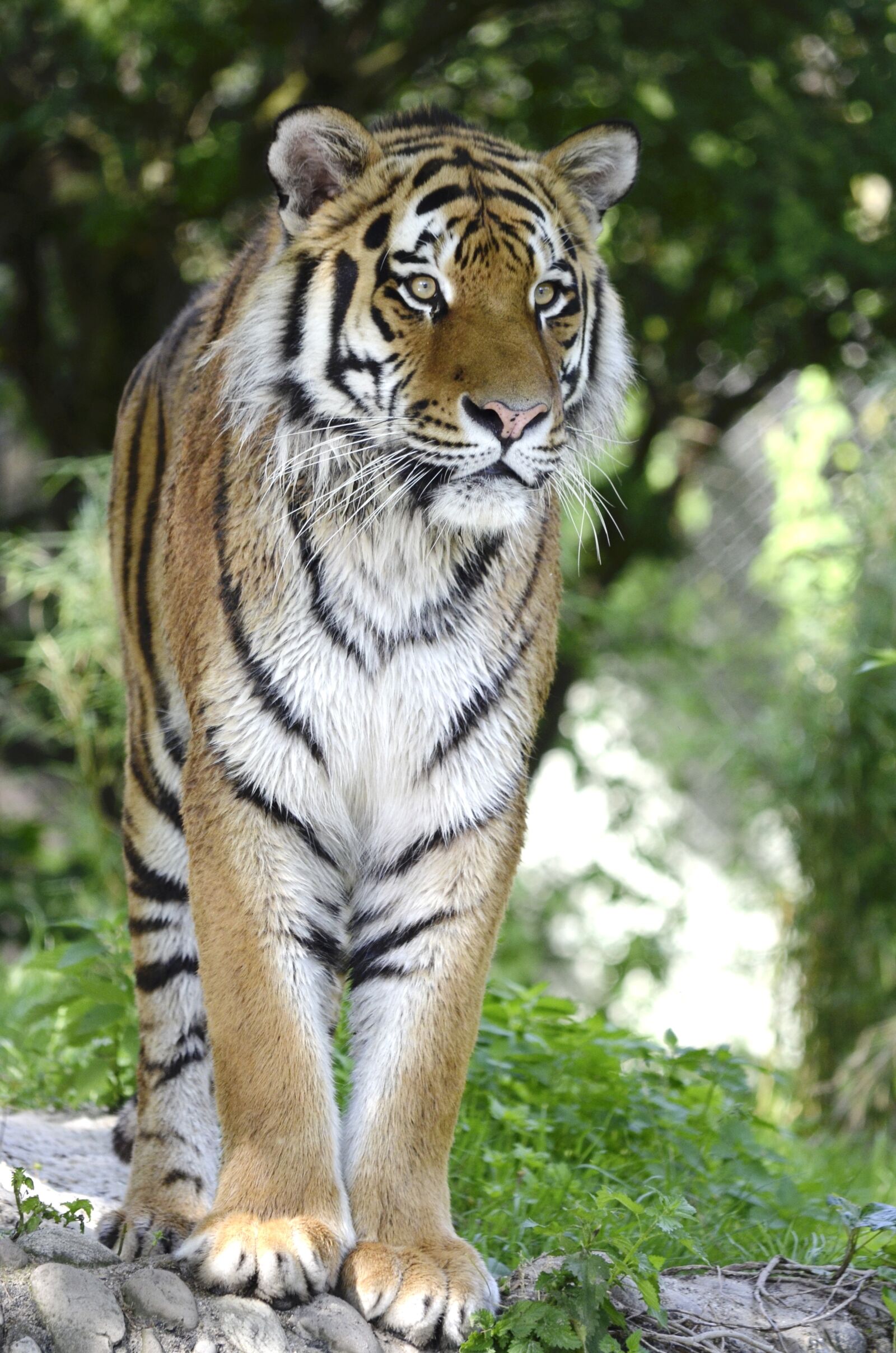 Nikon D5100 sample photo. Tiger, cat, big cat photography