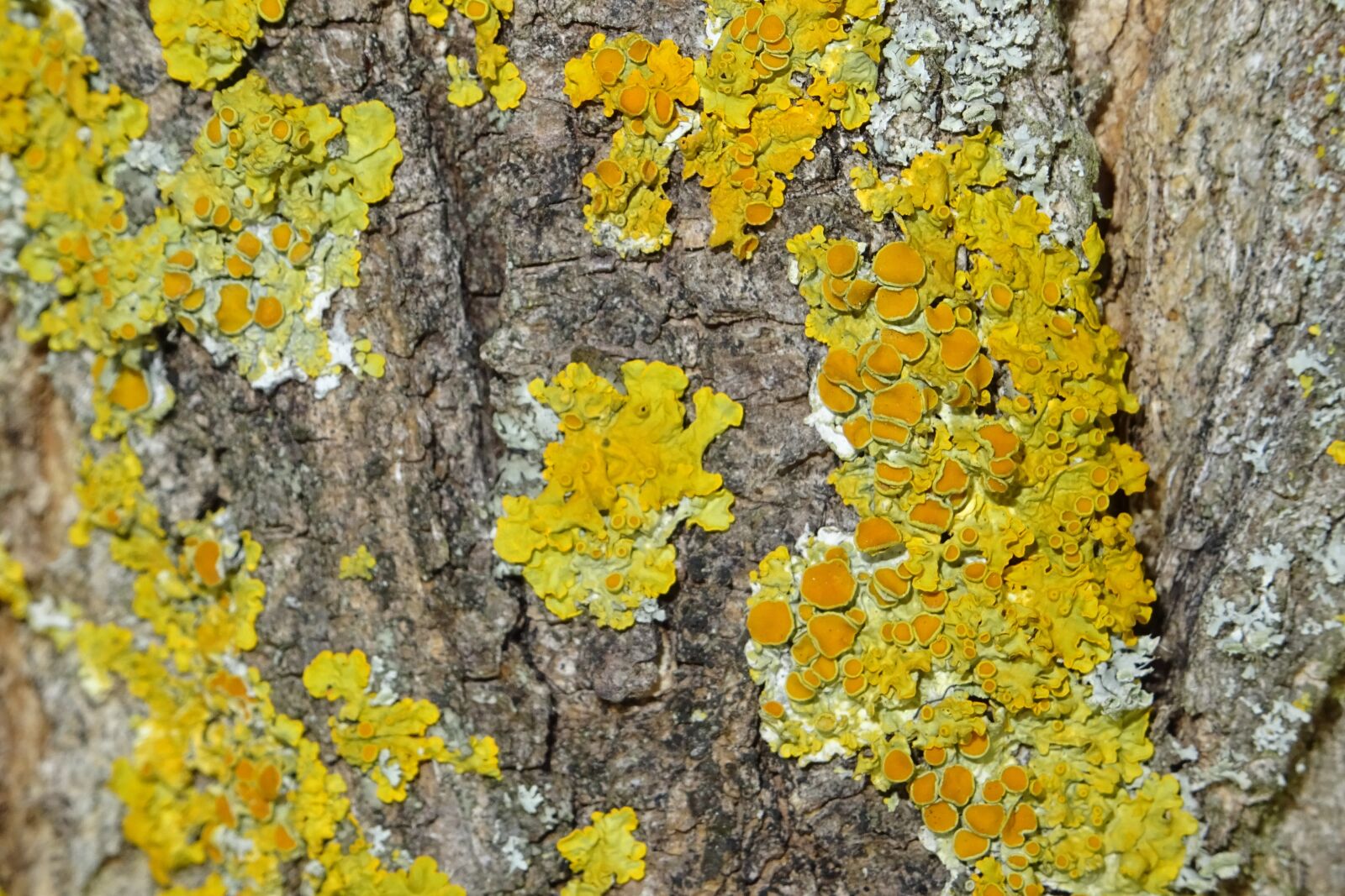 Sony DSC-HX60 sample photo. Tree, infestation, close up photography