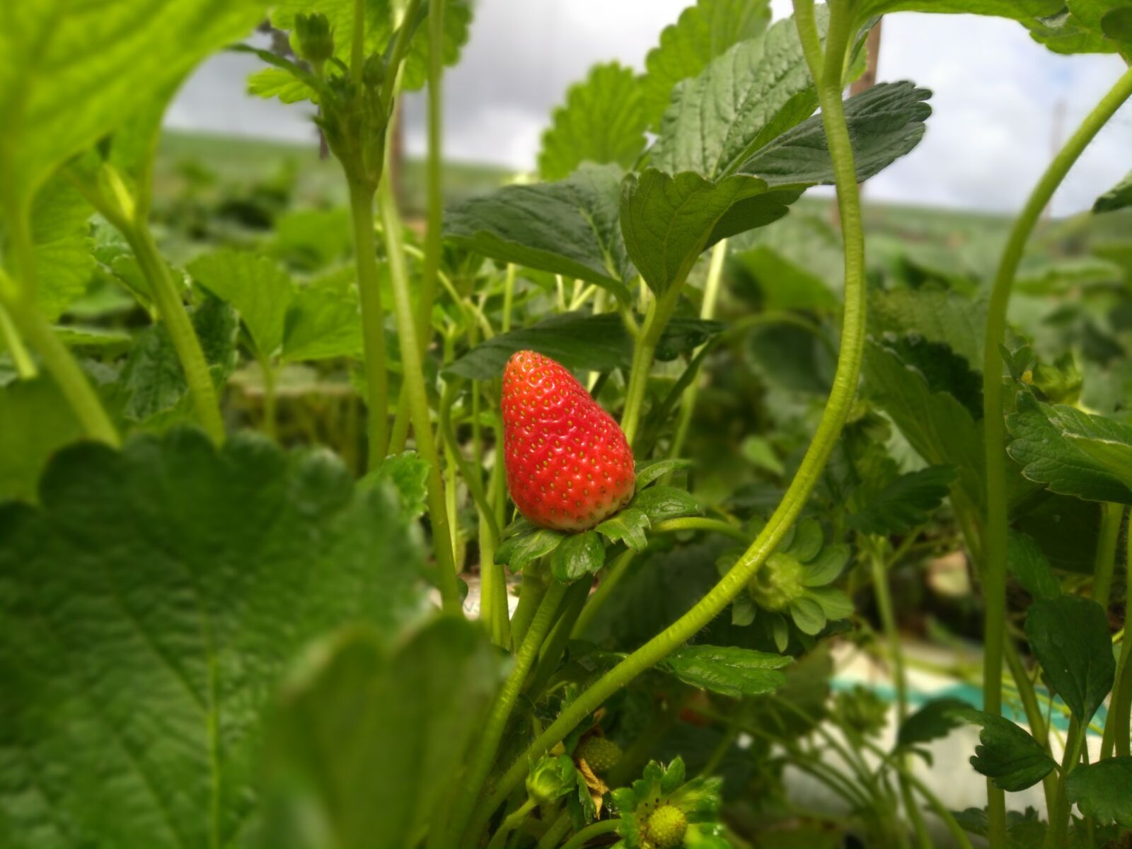 Motorola Moto G (5S) Plus sample photo. Leaf, food, healthy photography