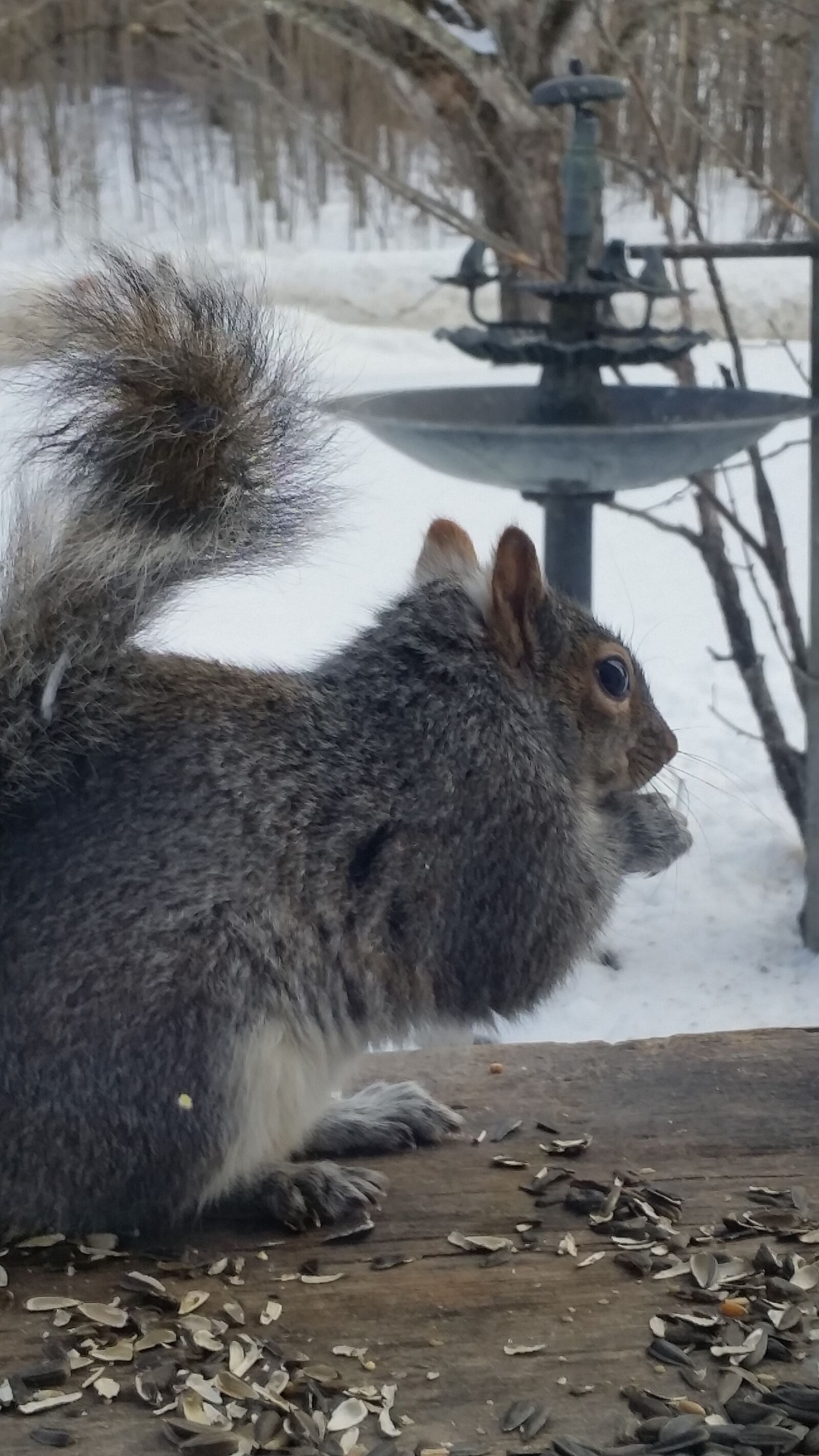Samsung Galaxy S5 sample photo. Squirrel, grey, animal photography