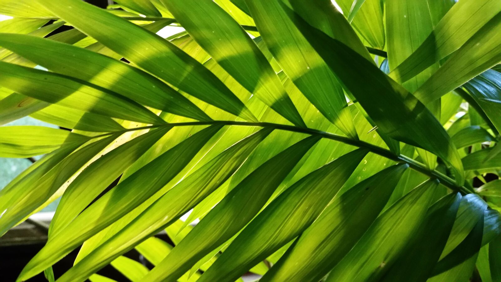 Samsung Galaxy S5 sample photo. Leaf, foliage, palm photography