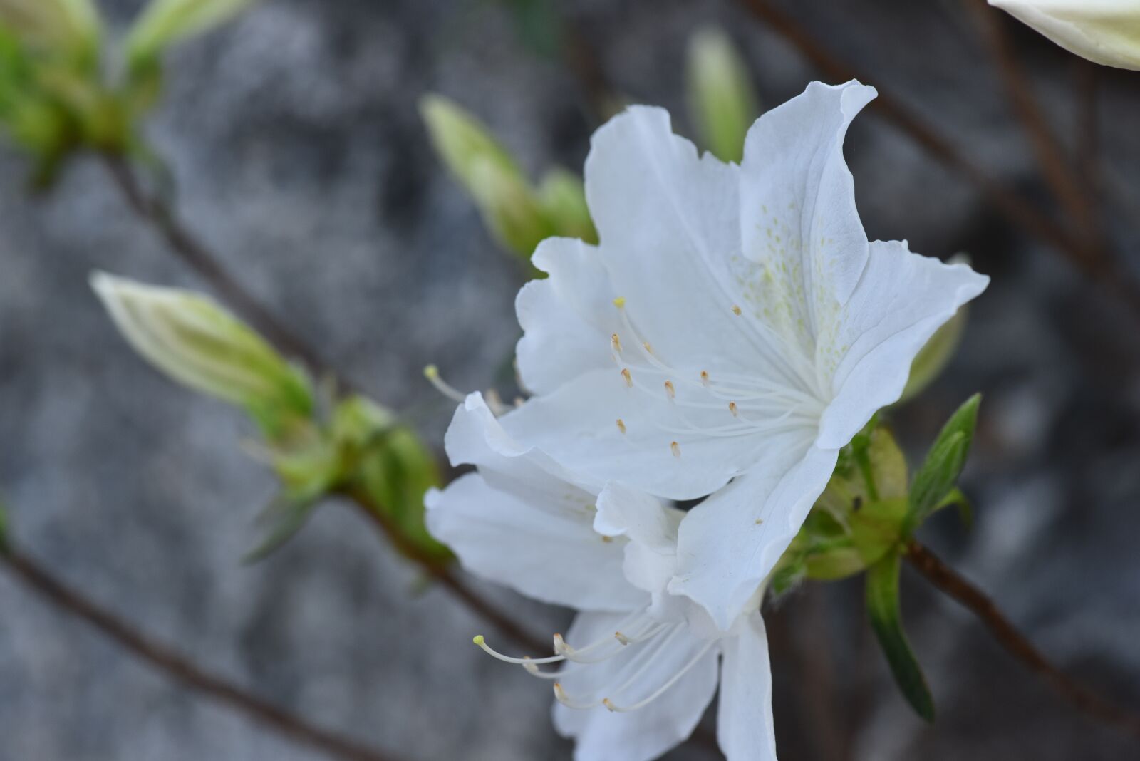 Nikon D810 sample photo. Azaleas flower, white azaleas photography