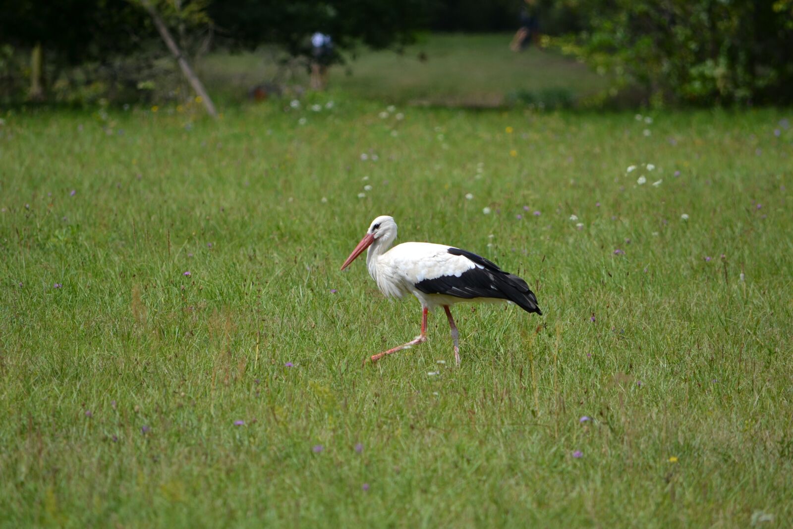 Nikon D3100 sample photo. Stork, bird, green photography