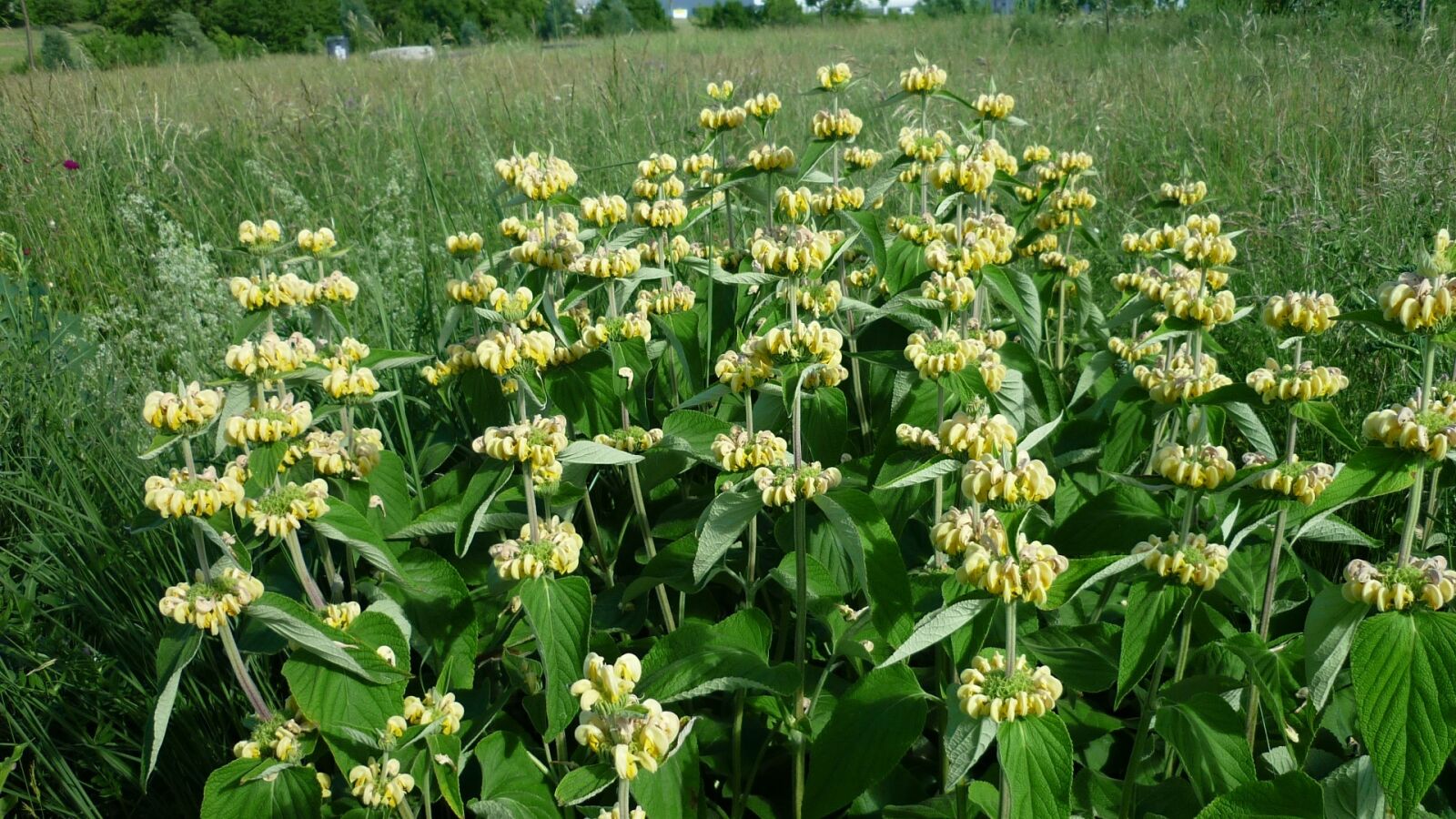 Panasonic Lumix DMC-FS6 sample photo. Yellow-nettle, large flowers, breeding photography