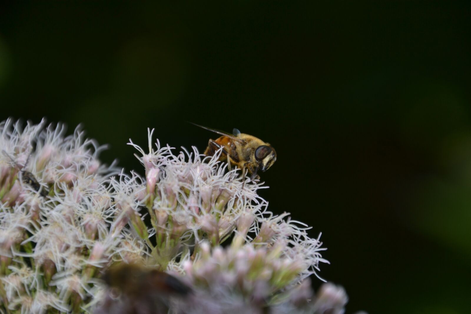 Nikon D3100 sample photo. Insect, fly, nature photography