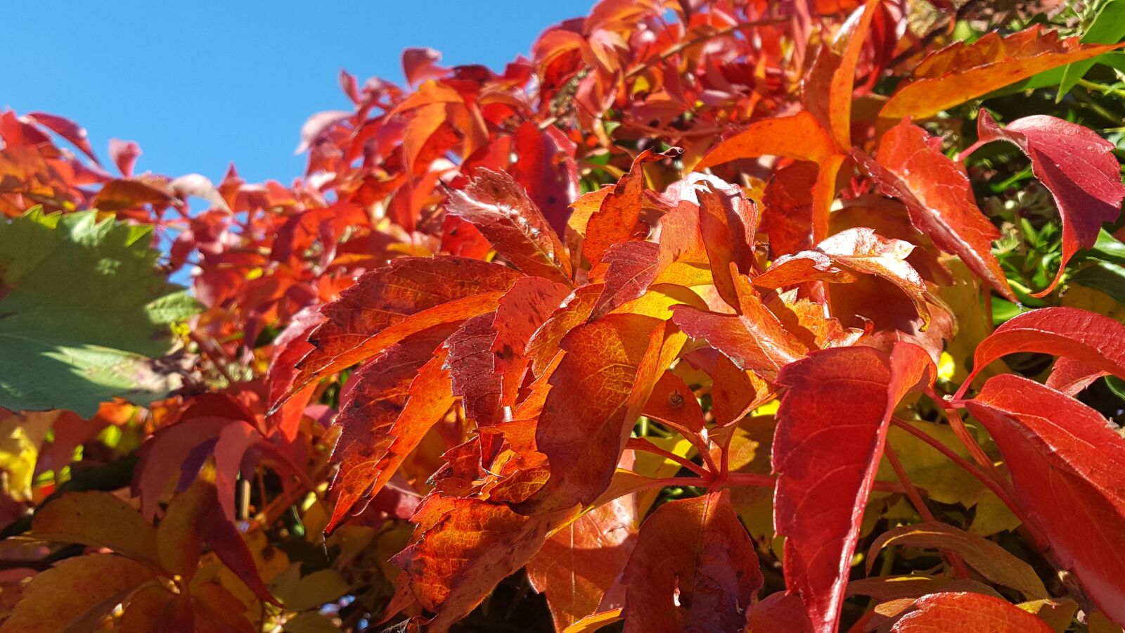 Samsung GALAXY S6 edge sample photo. Autumn, plant, red photography