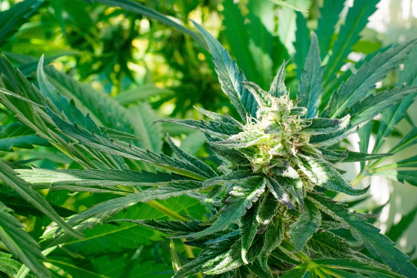Nikon D3400 sample photo. Marijuana, plant, cannabis photography