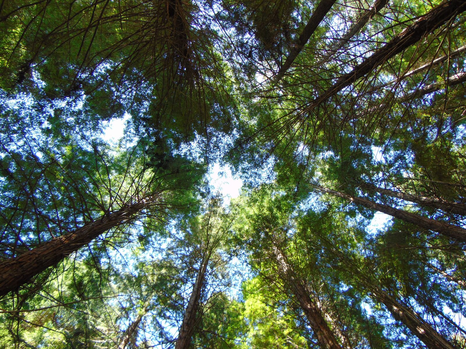 Sony Cyber-shot DSC-H300 sample photo. Trees, sky, redwoods photography