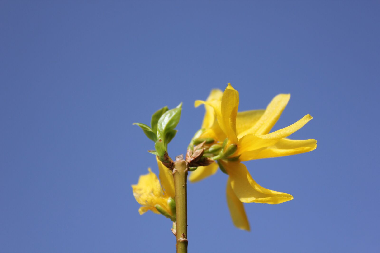 Canon EOS 550D (EOS Rebel T2i / EOS Kiss X4) sample photo. Flower, spring, branch photography