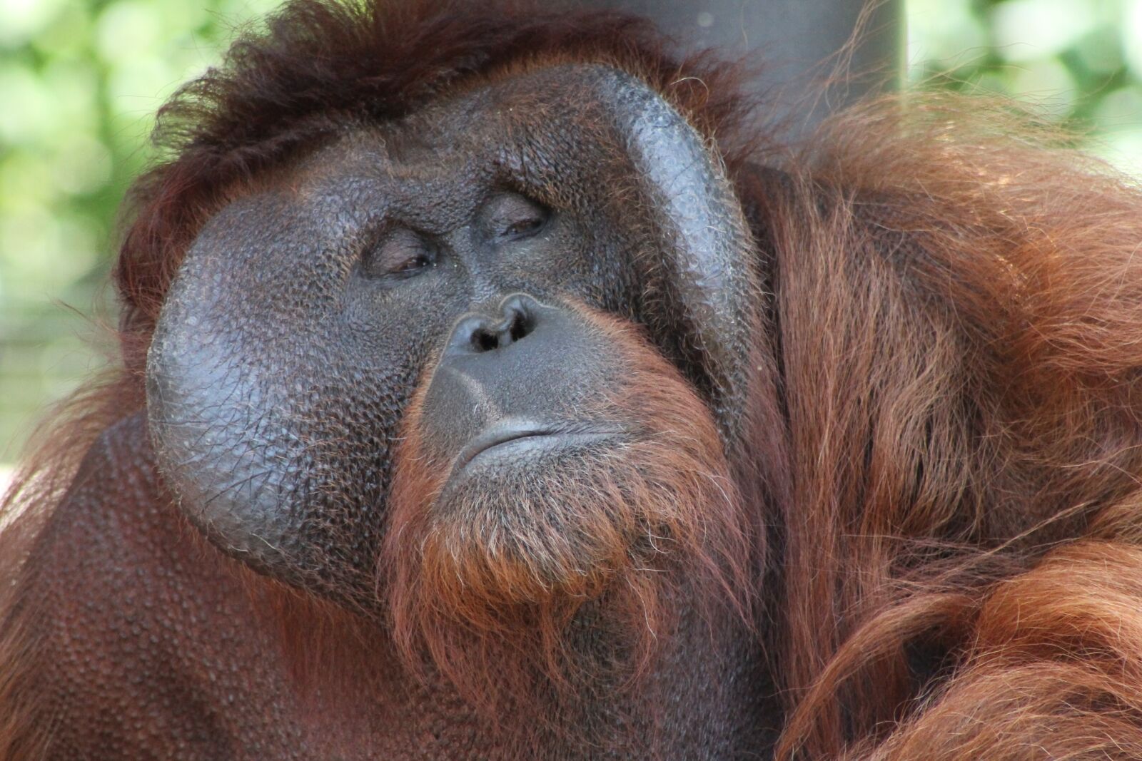Canon EF 75-300mm f/4-5.6 sample photo. Orangutan, eyes, face photography