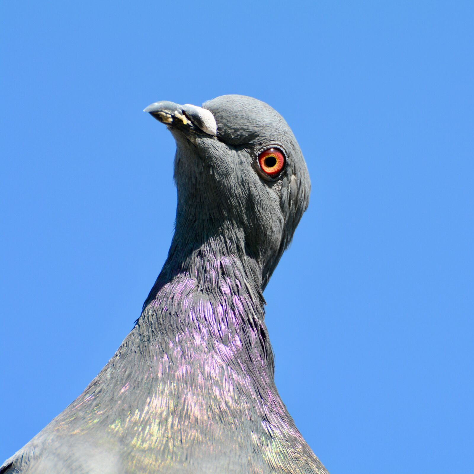 Nikon D7100 sample photo. Dove, bird, animal photography