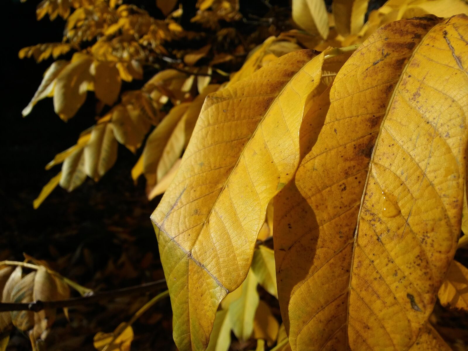 LG K10 sample photo. Leaves, leaf, autumn photography