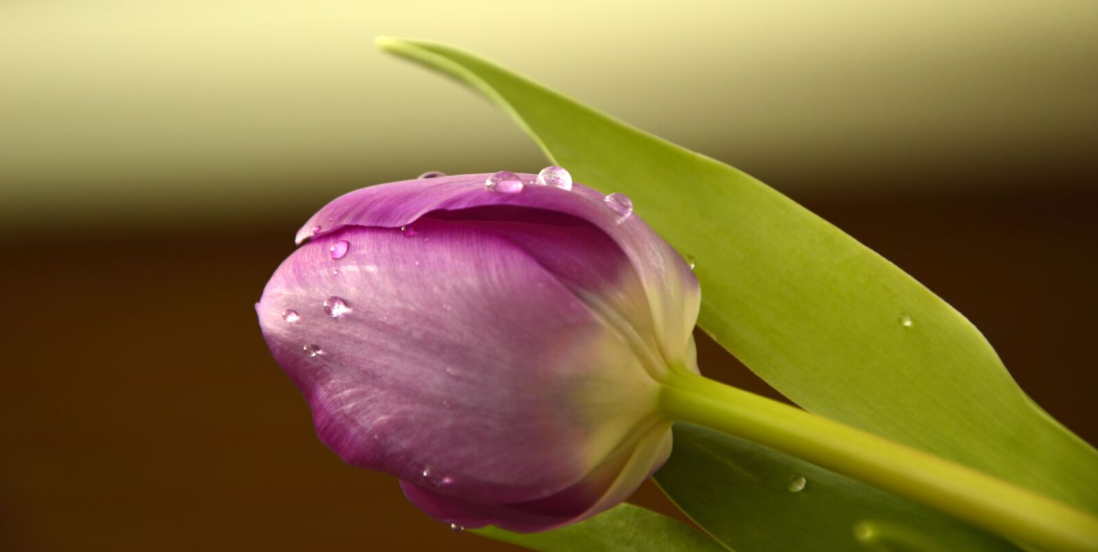 Nikon D3200 sample photo. Tulip, blossom, bloom photography