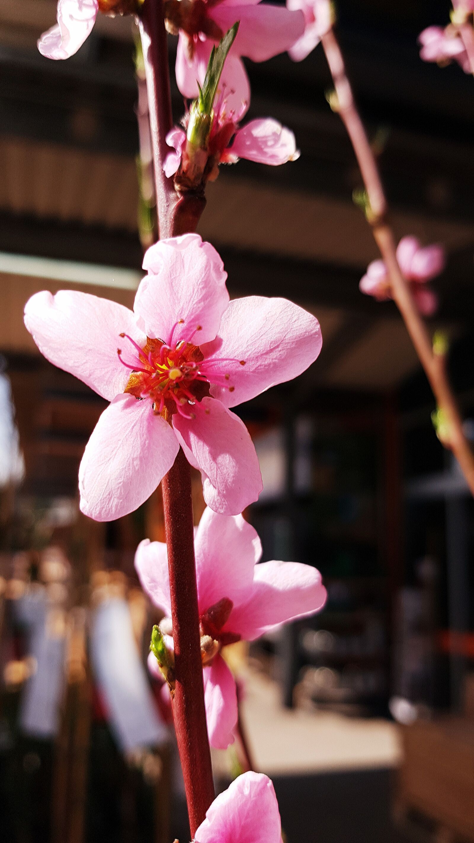 Samsung Galaxy S7 Edge sample photo. Blossom, bloom, peach photography