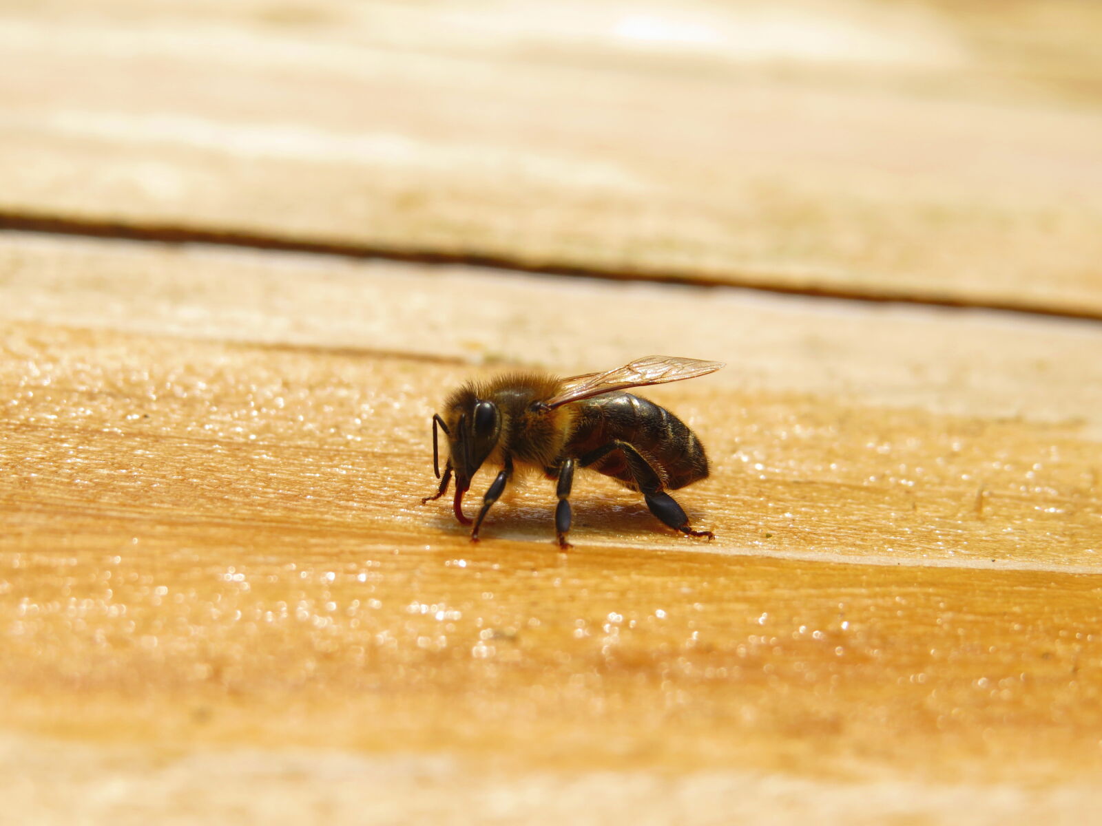 Canon PowerShot SX50 HS sample photo. Bee, honey, bee, honeybee photography