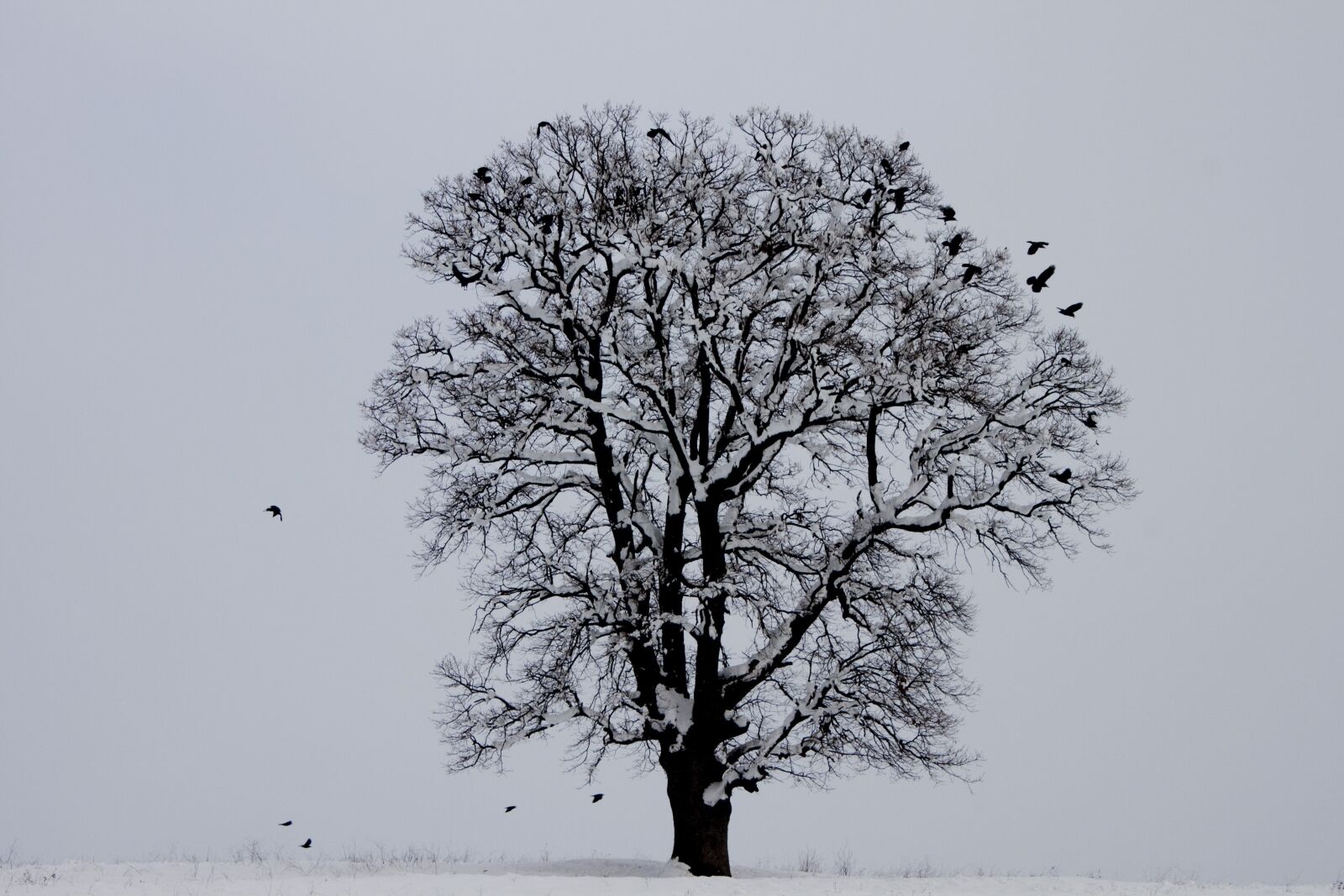 Canon EOS 500D (EOS Rebel T1i / EOS Kiss X3) sample photo. Winter, bird, tree photography