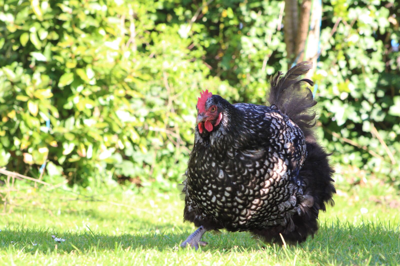 Canon EOS 2000D (EOS Rebel T7 / EOS Kiss X90 / EOS 1500D) sample photo. Chicken, hen, poultry photography