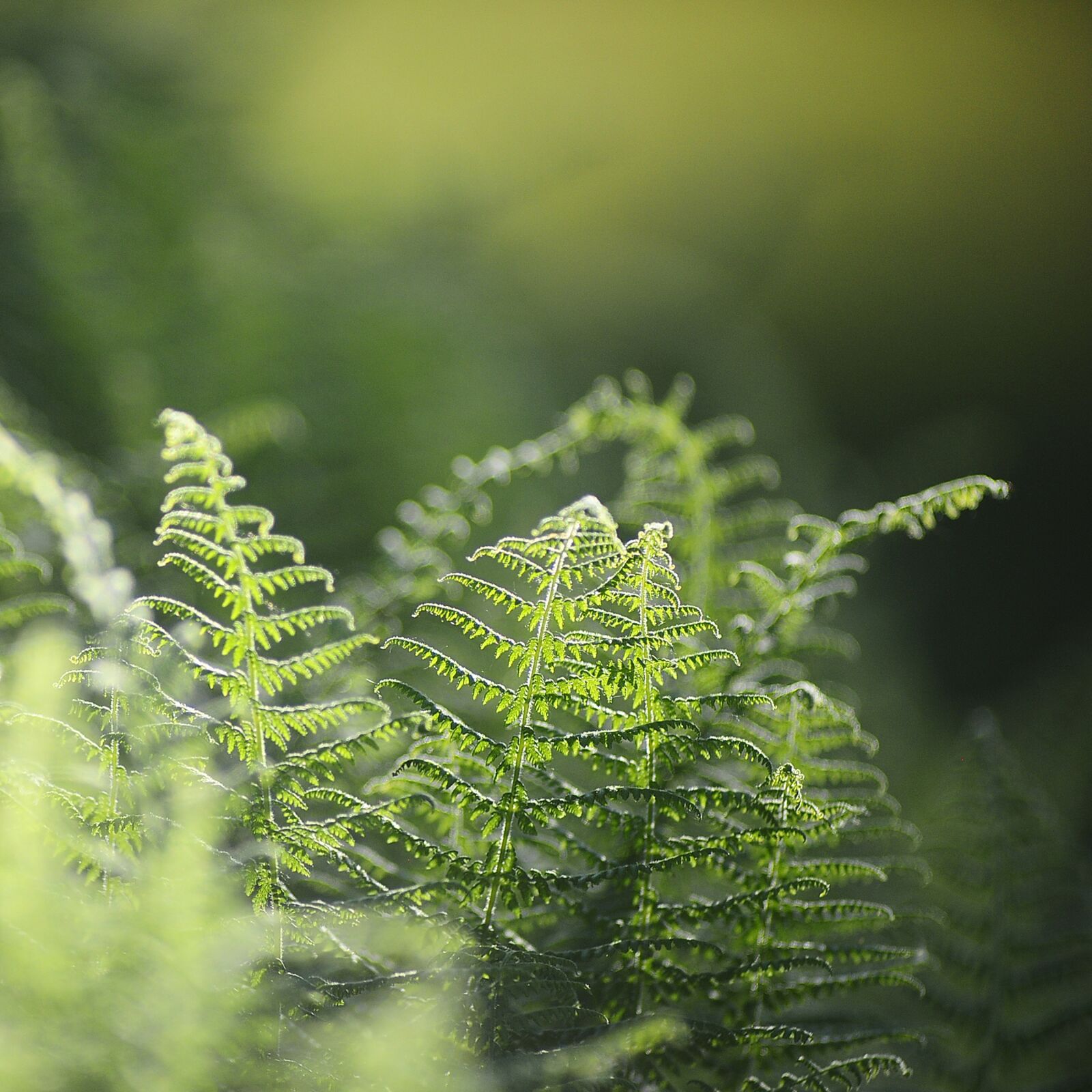 Nikon D3X sample photo. Forest, ferns, leaves photography